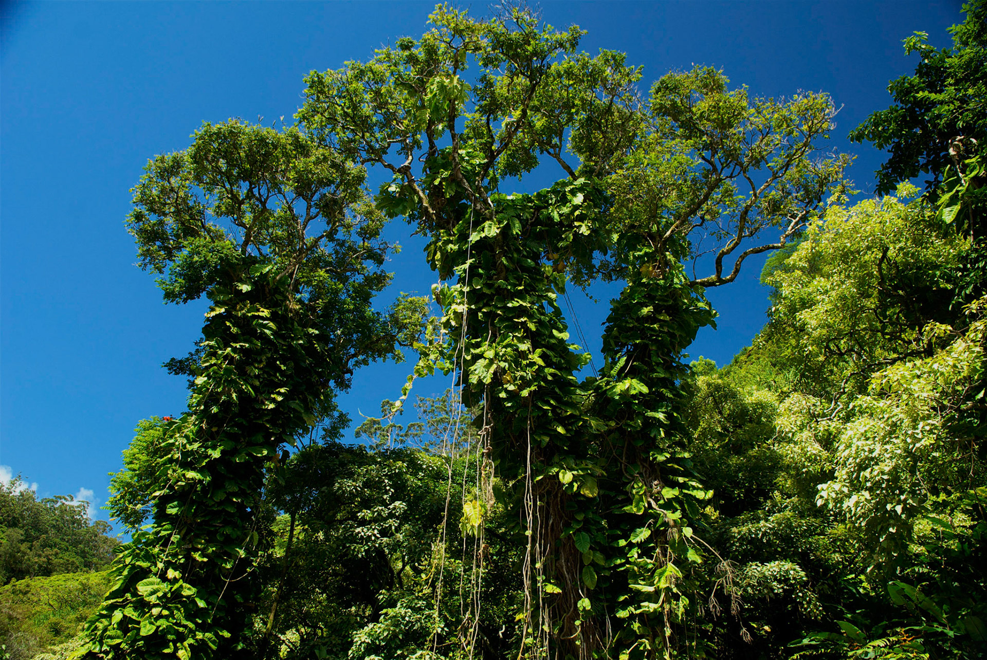Waikamoi Nature Trail, Hana Road, Maui