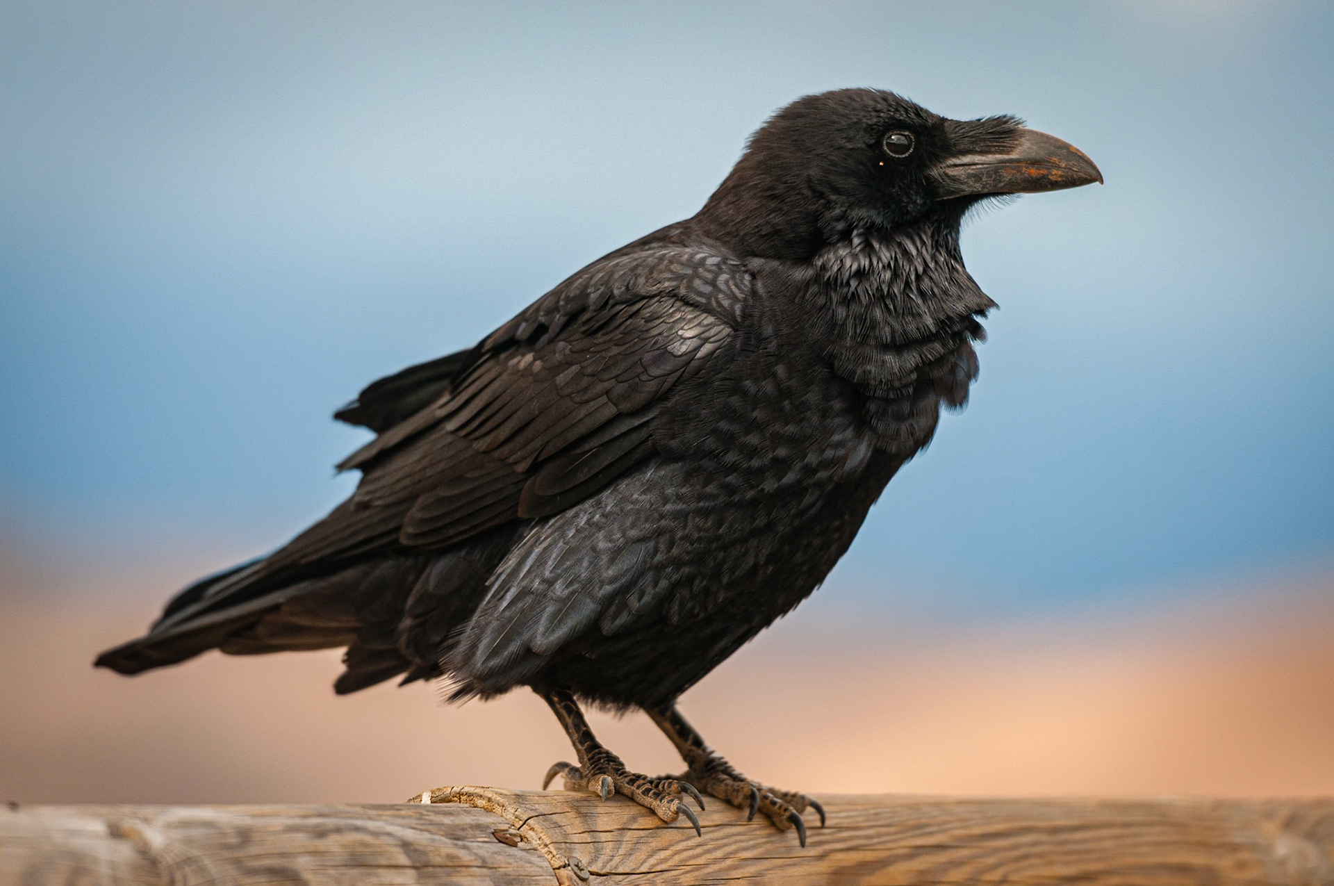 Mirador del Risco de las Peñas, Fuerteventura