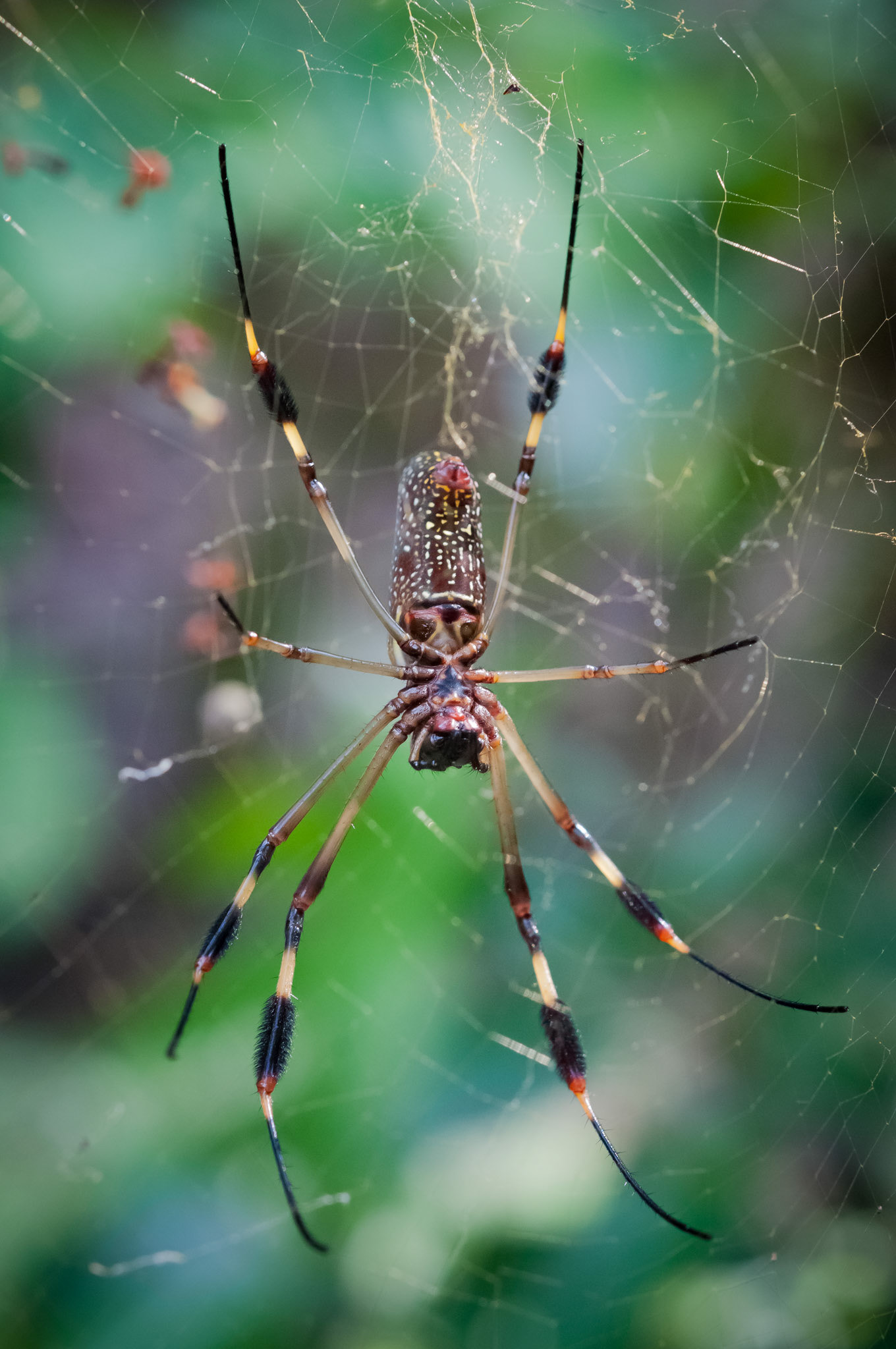 Congo Bongo Hotel, Manzanillo