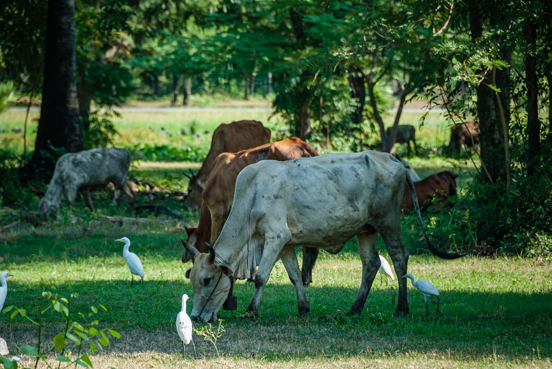 Wat Phra Phai Luang, Sukhothai