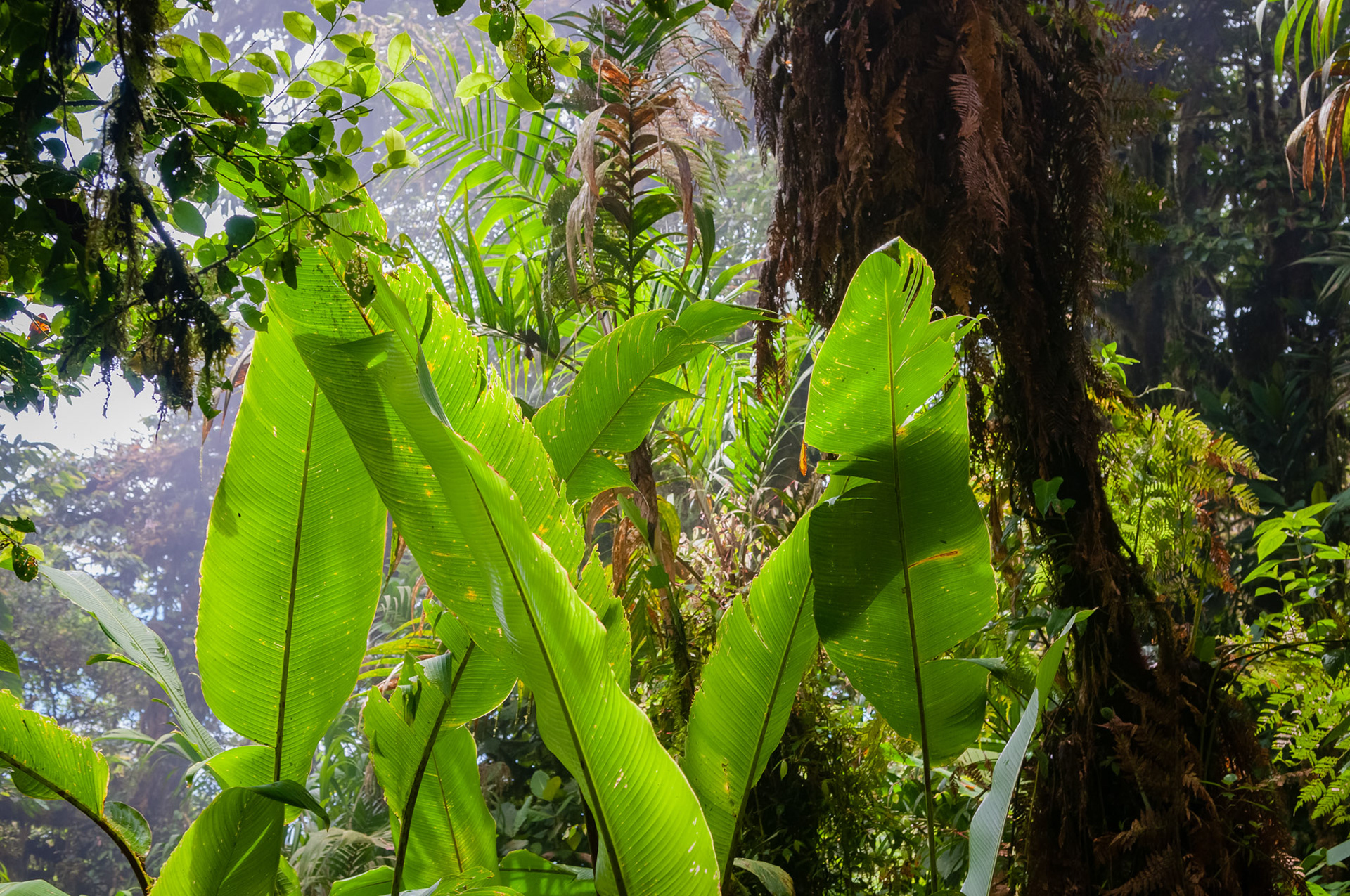 Reserva Biologica Bosque Nuboso Monteverde