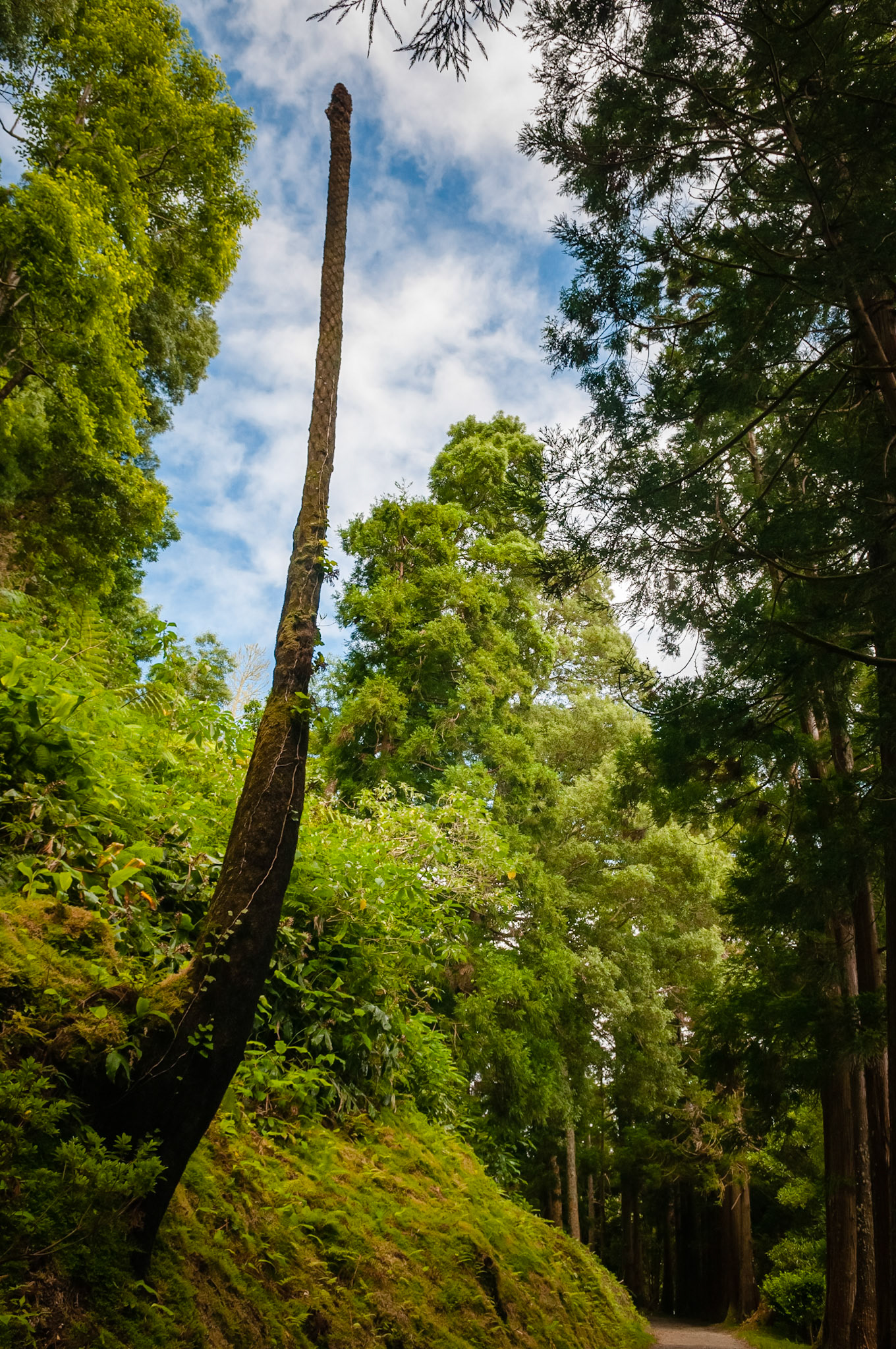 Lagoa das Furnas, São Miguel