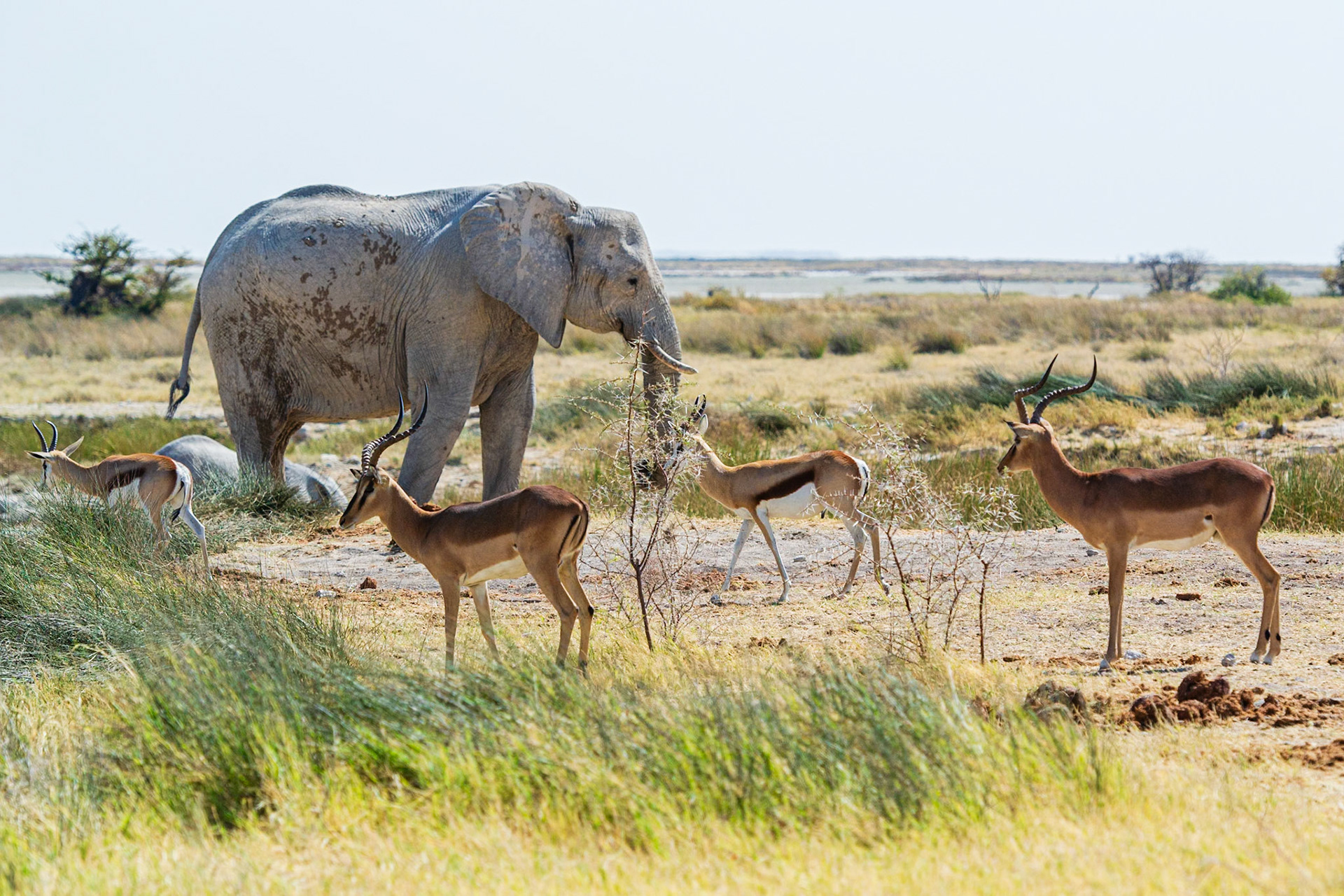 Etosha National Park