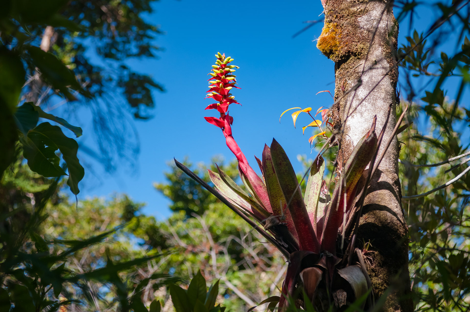 Parque National Volcàn Poas