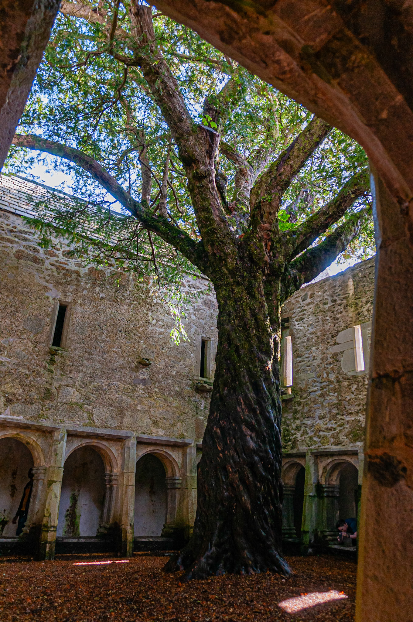 Muckross Abey, Killarney, County Kerry