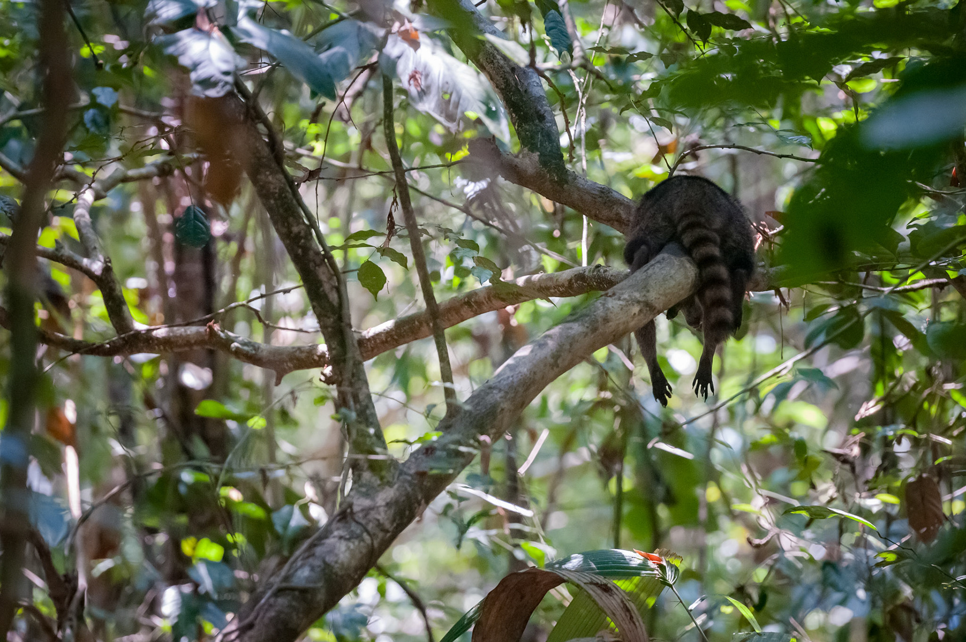 Parque Nacional Manuel Antonio