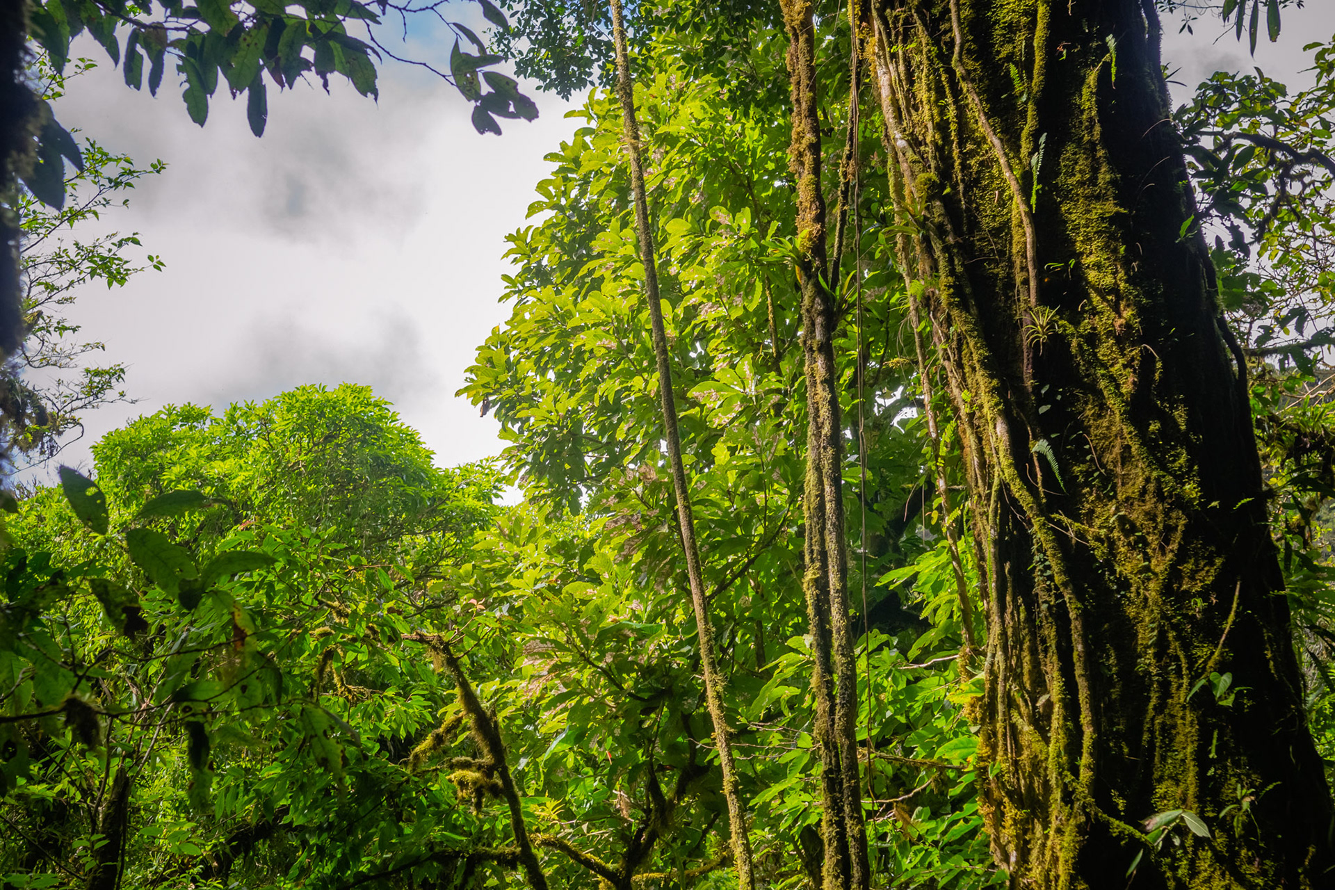 Reserva Biologica Bosque Nuboso Monteverde
