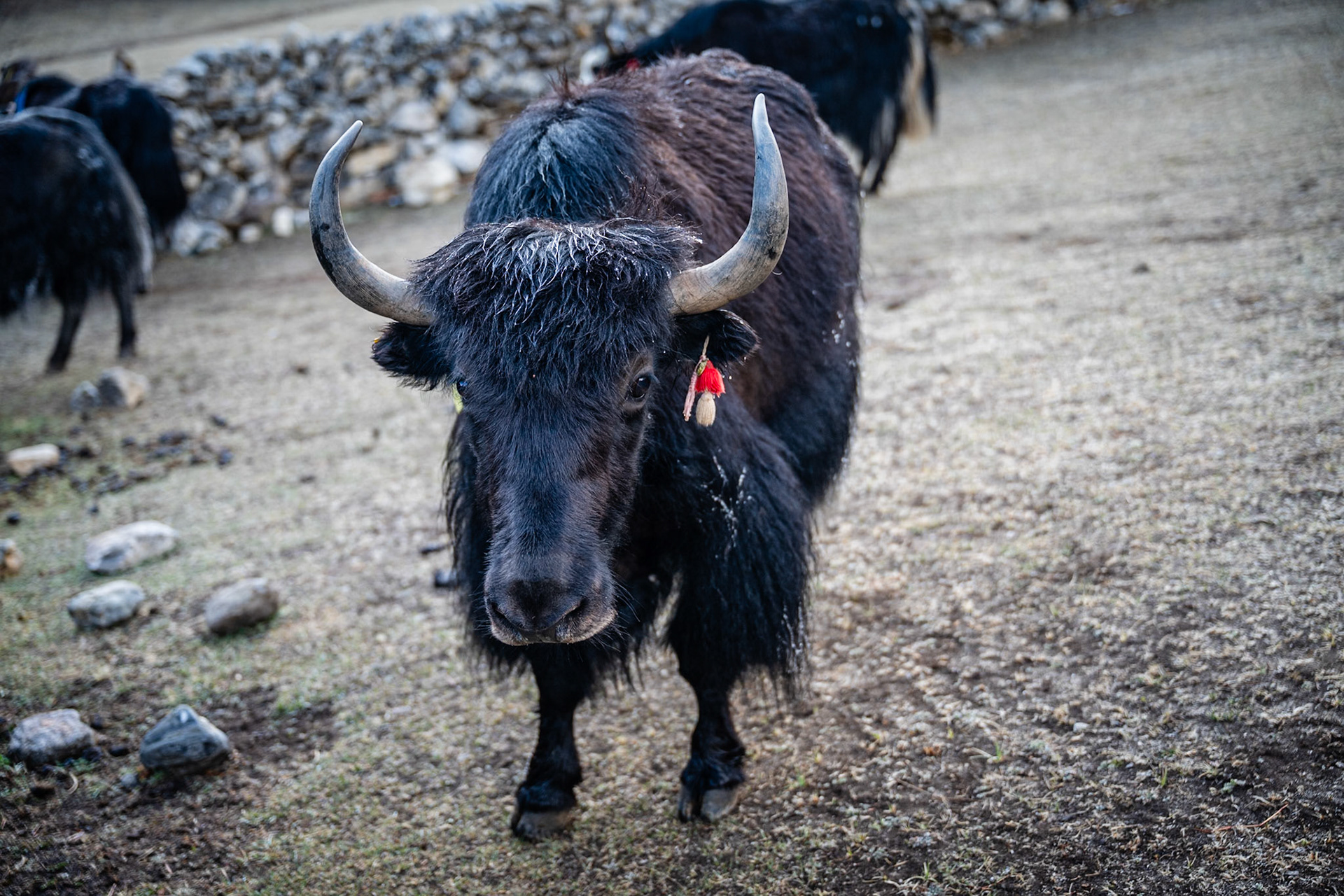 Day 8 - Gokyo (4'790 m) to Lumden (4'370 m) crossing over Renjo la pass (5'340 m)