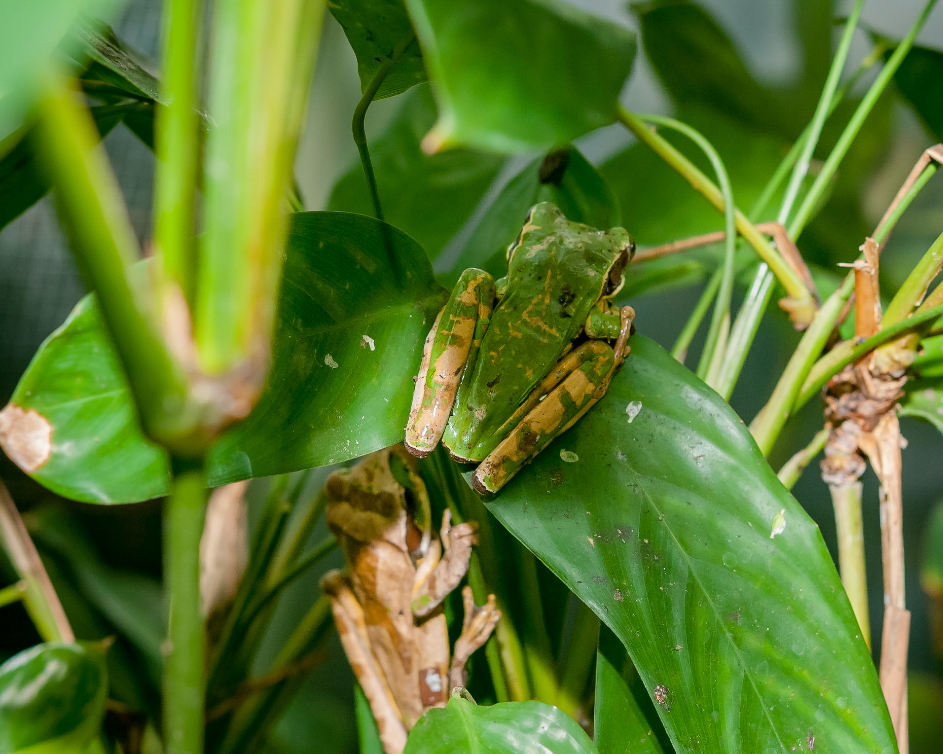 Butterfly Conservatory, El Castillo