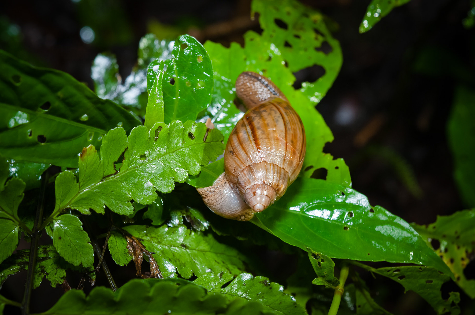 Reserva Biologica Bosque Nuboso Monteverde