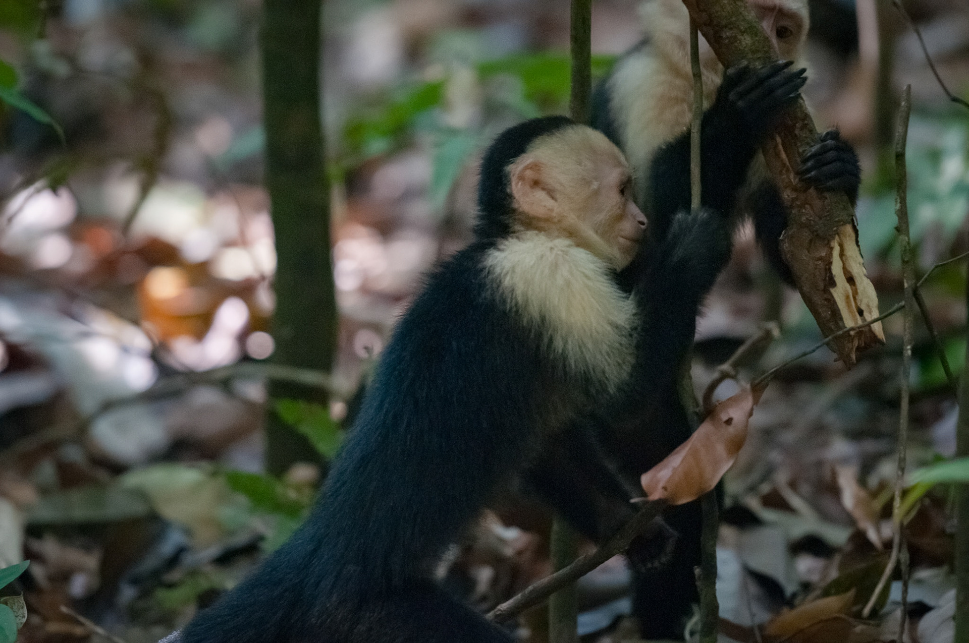 Parque Nacional Manuel Antonio