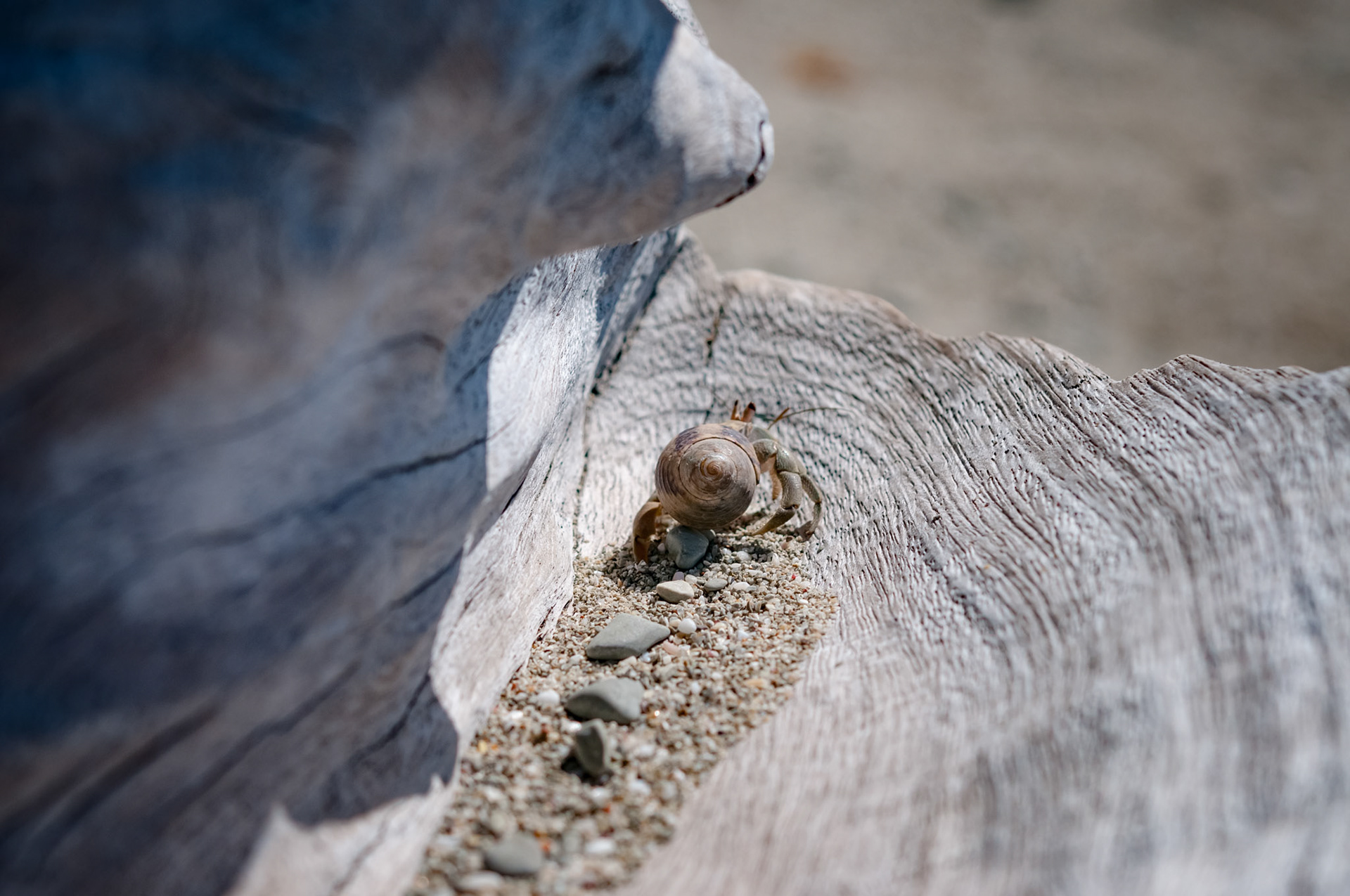 Hotel El Pequeño Gecko Verde