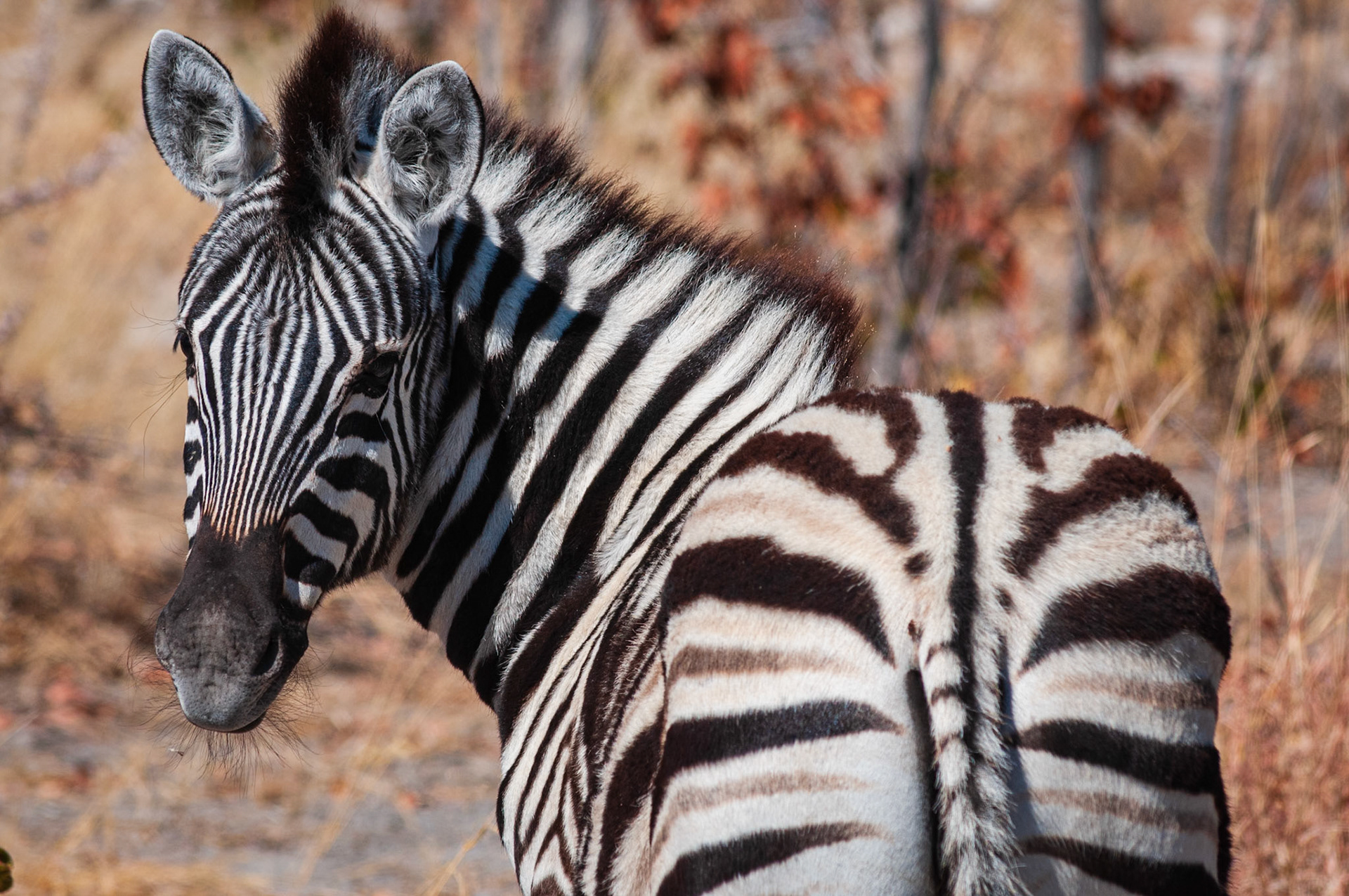 Etosha National Park