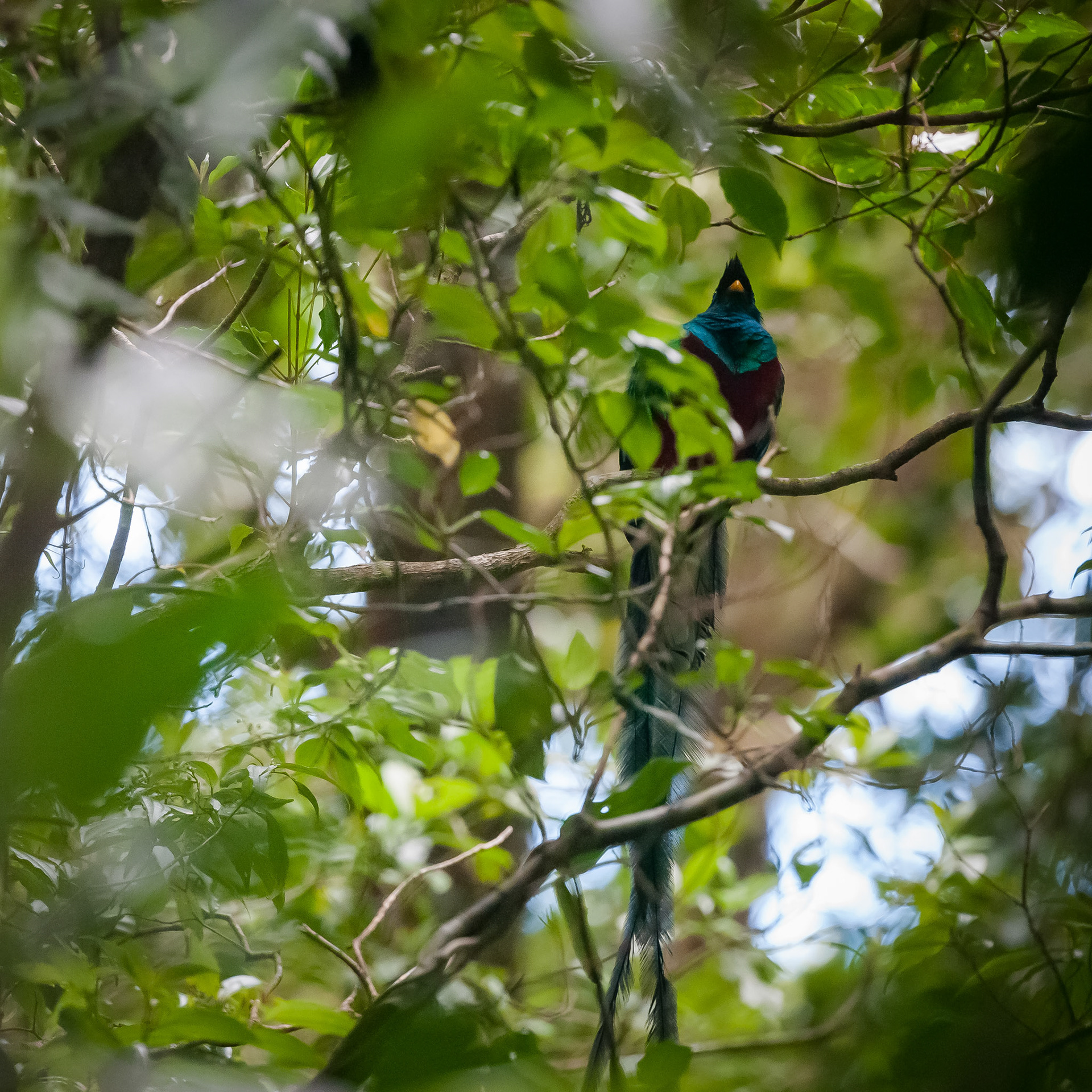 Reserva Biologica Bosque Nuboso Monteverde