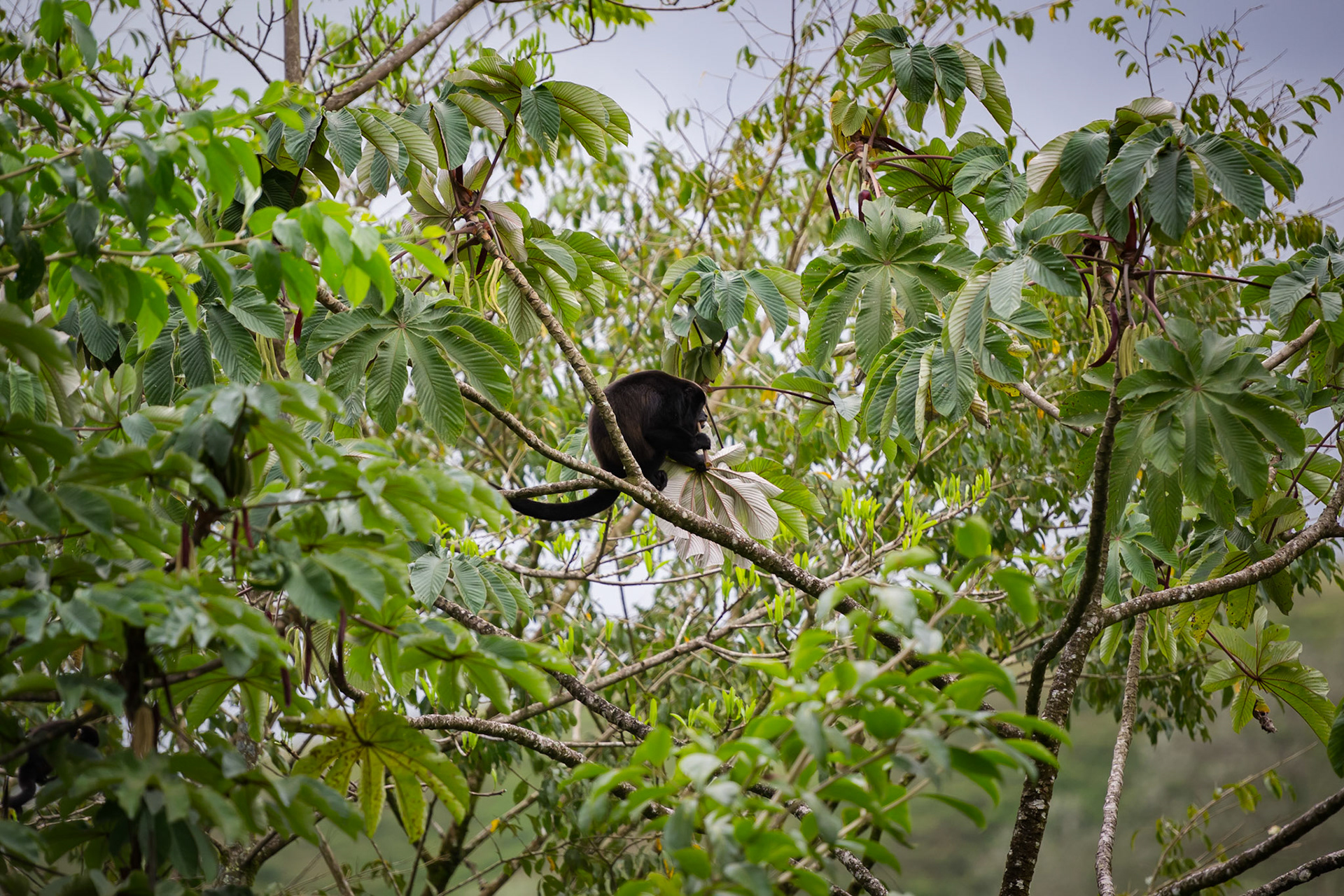 Mantled Howler Monkey, Butterfly Conservatory, El Castillo