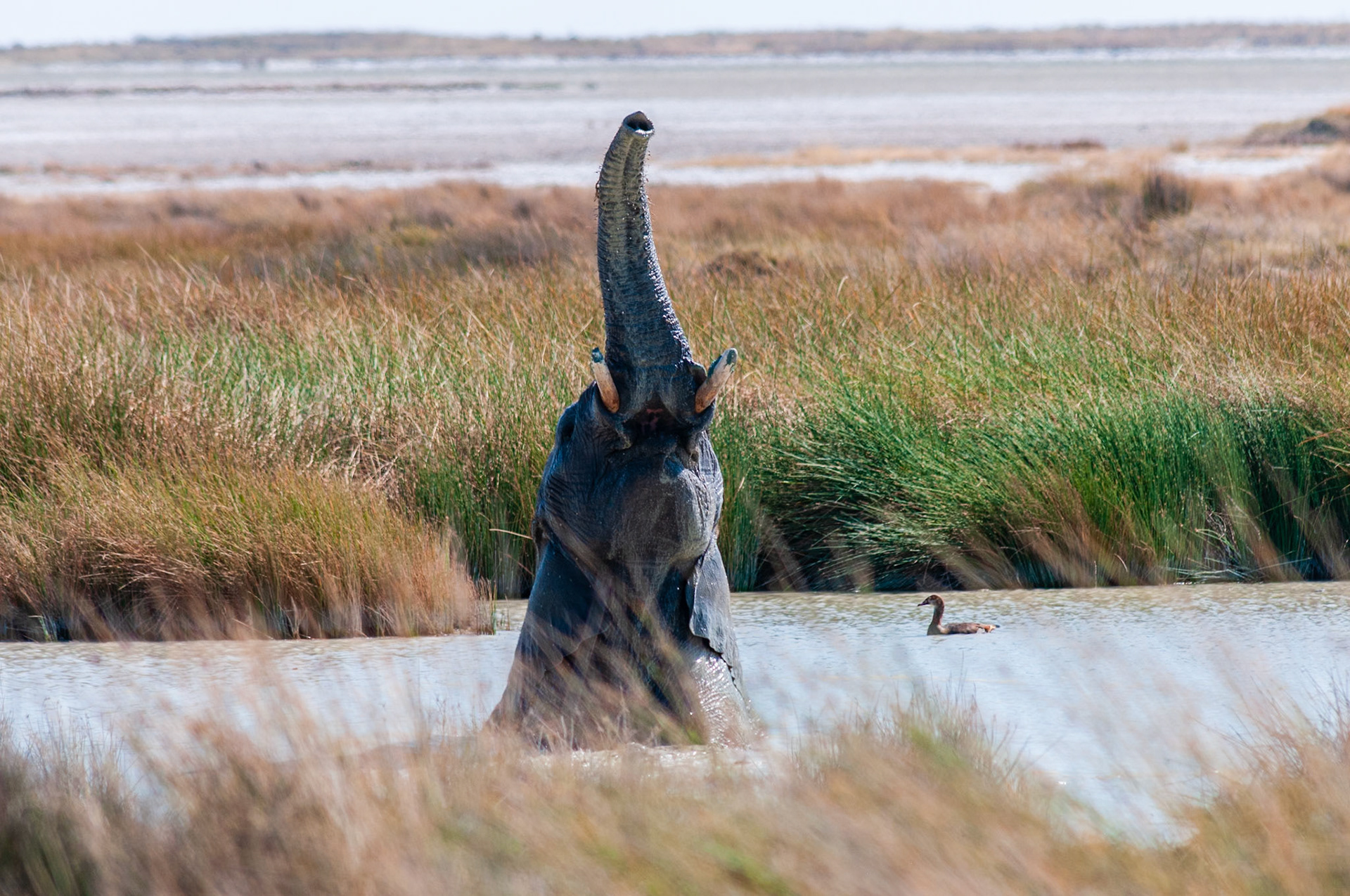 Etosha National Park