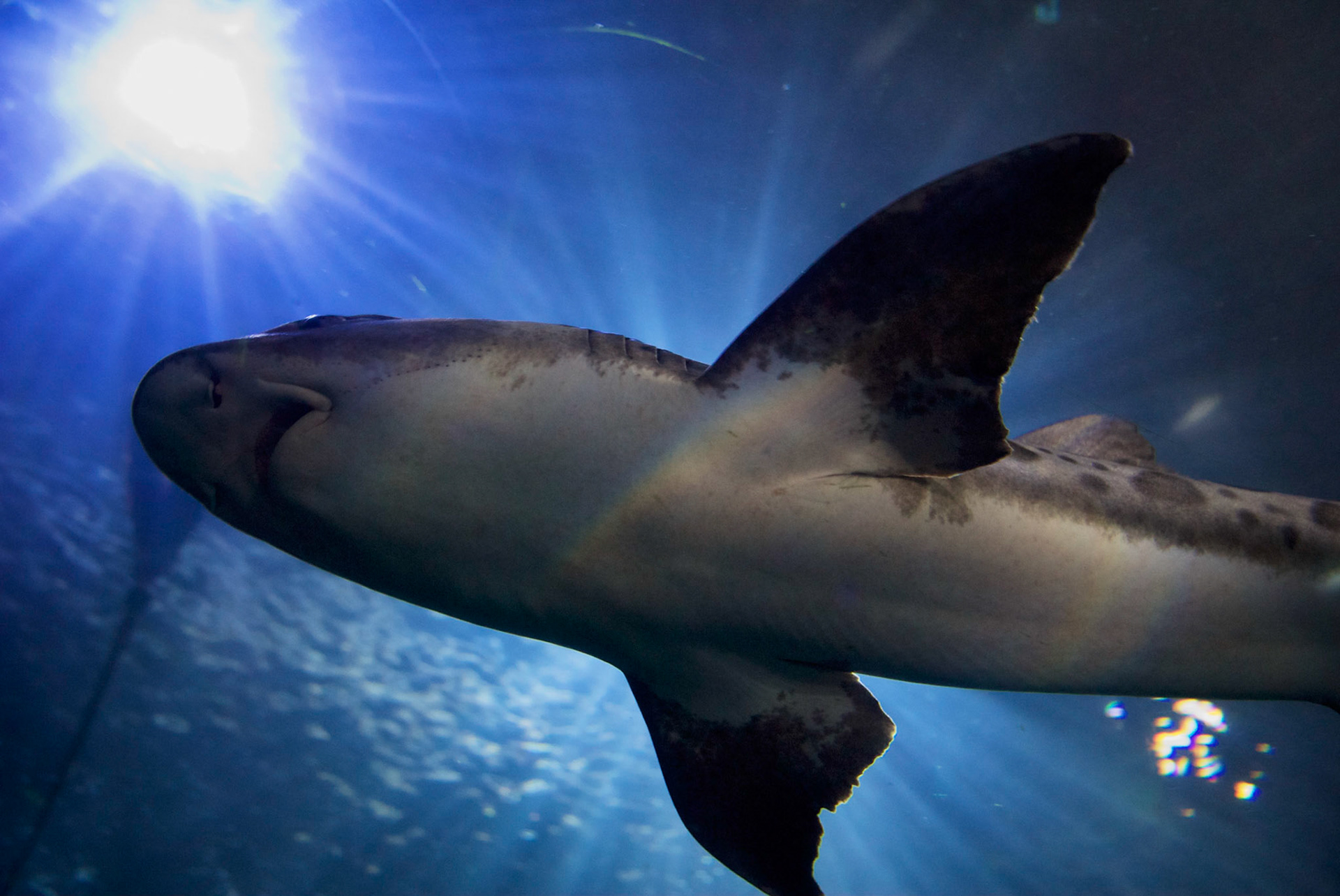 Aquarium of the Bay, San Francisco