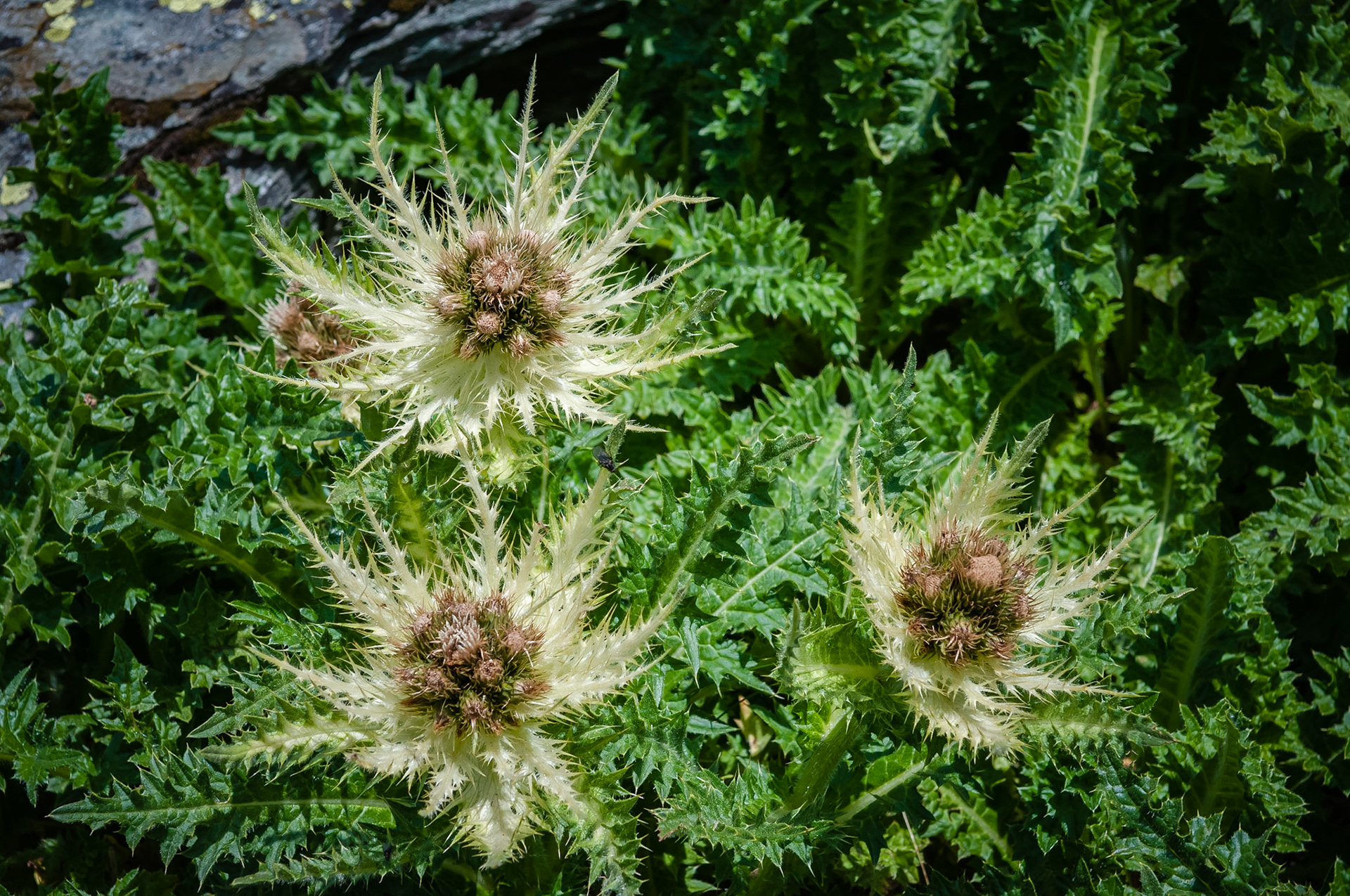 Kaiser-Franz-Josefs-Höhe, Grossglockner, Autriche