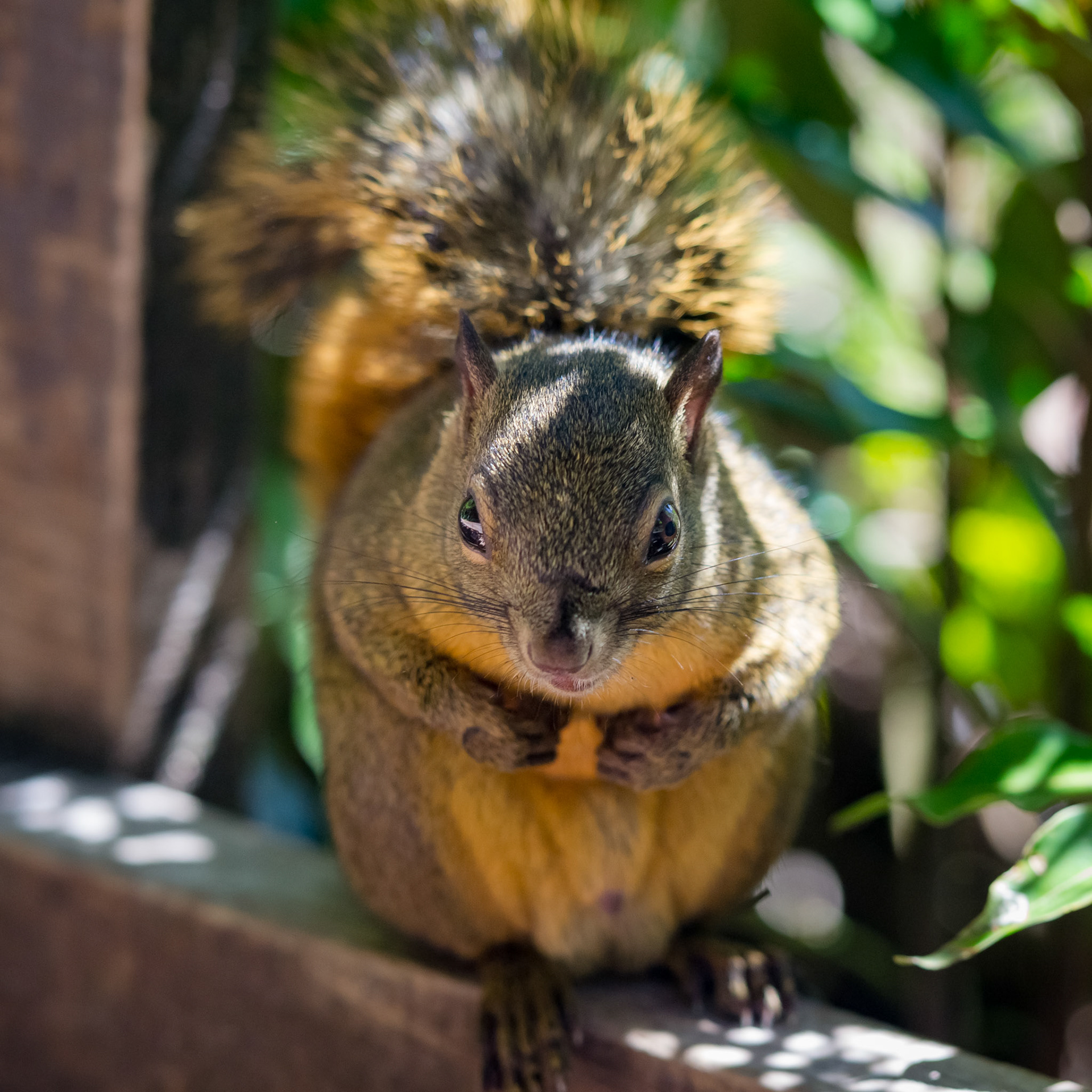 Parque National Volcàn Poas