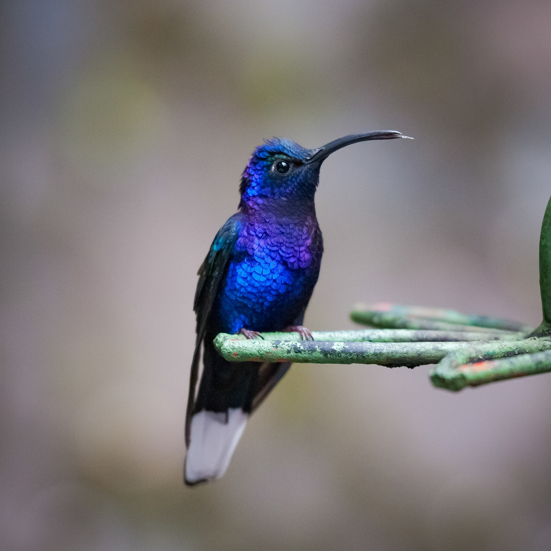 Selvatura Adventure Park, Santa Elena