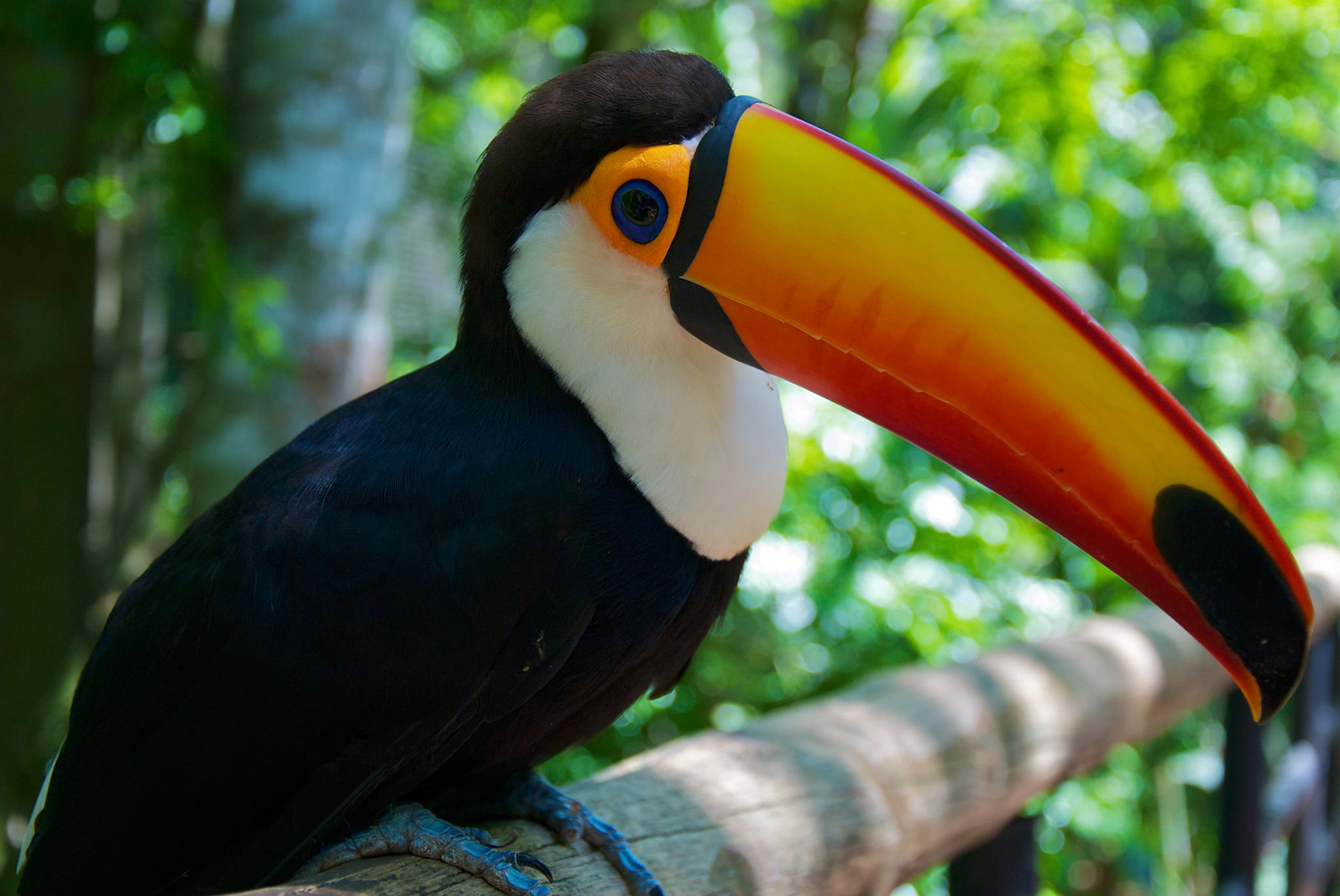 Parque das Aves, Brésil