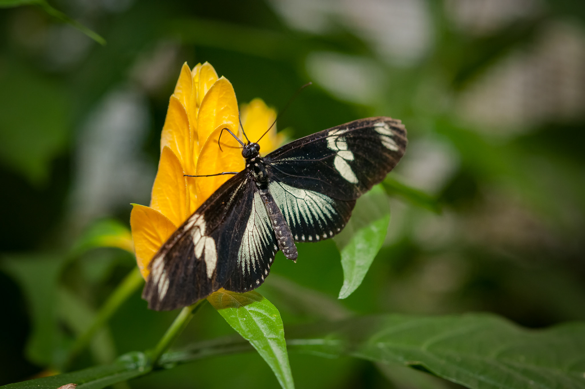 Butterfly Conservatory, El Castillo