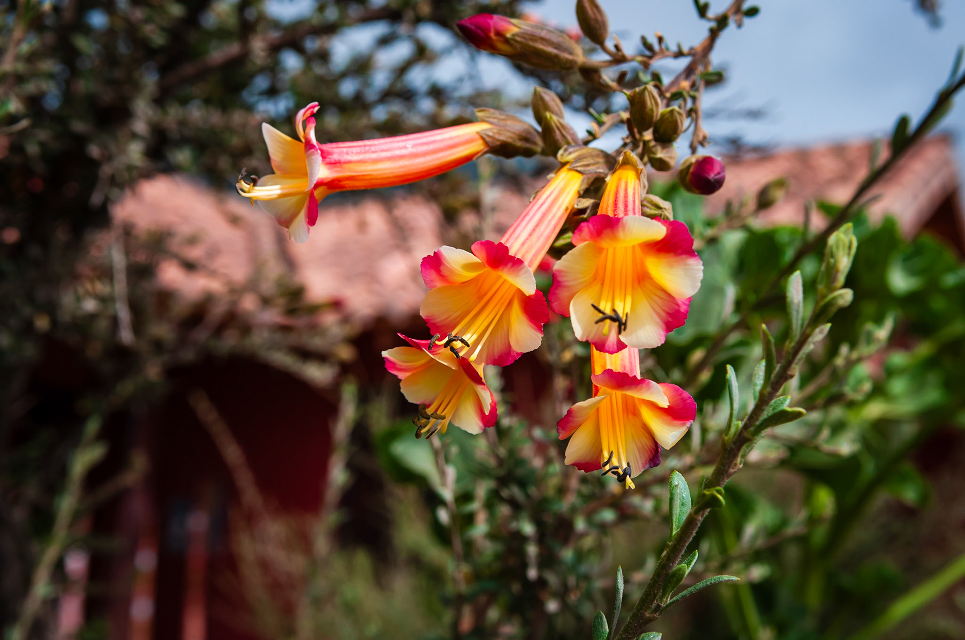 Laboratoire agricole Inca de Moray