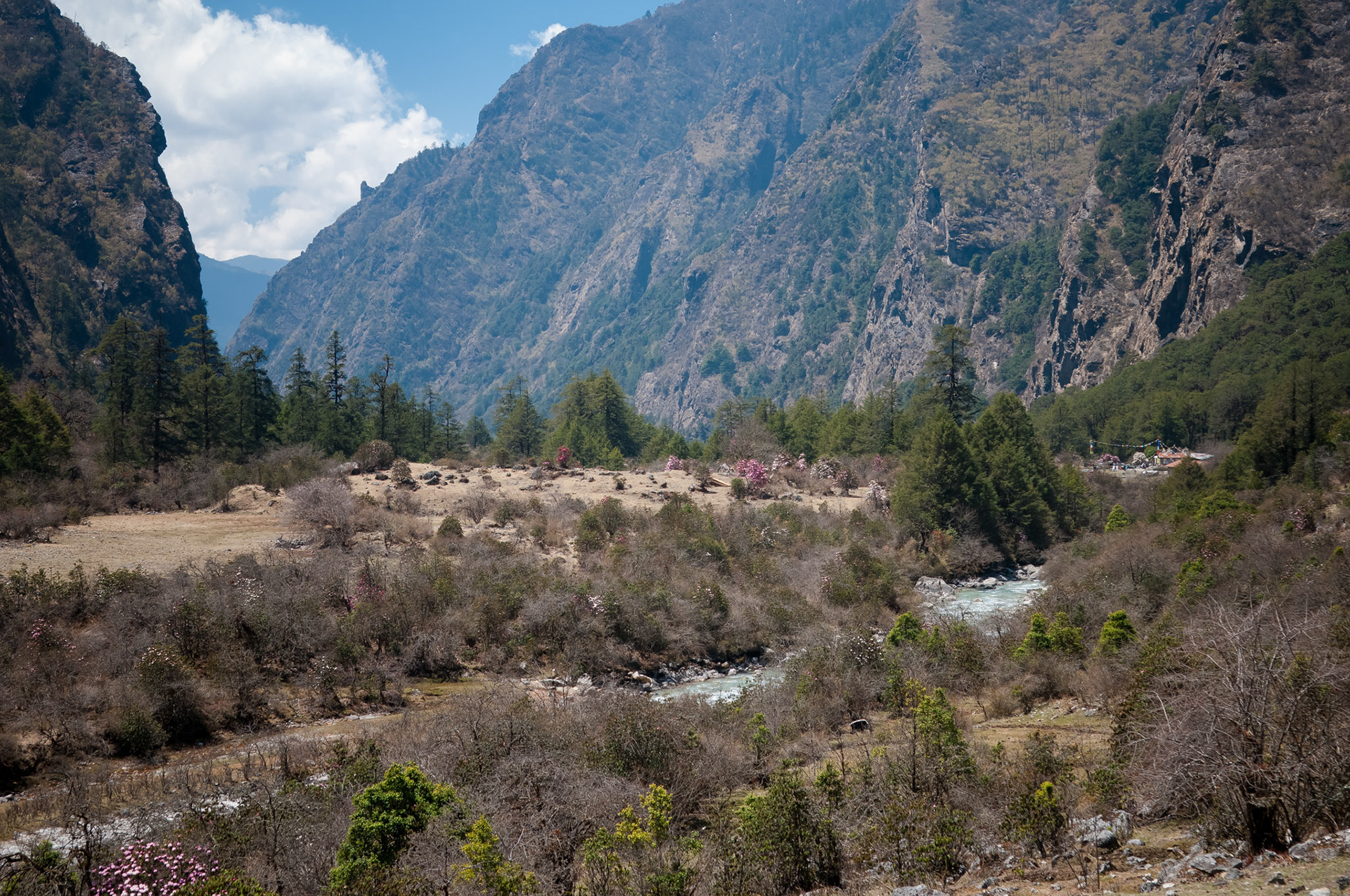 Entre Langtang (3430m) et Lama Hotel (2410m)