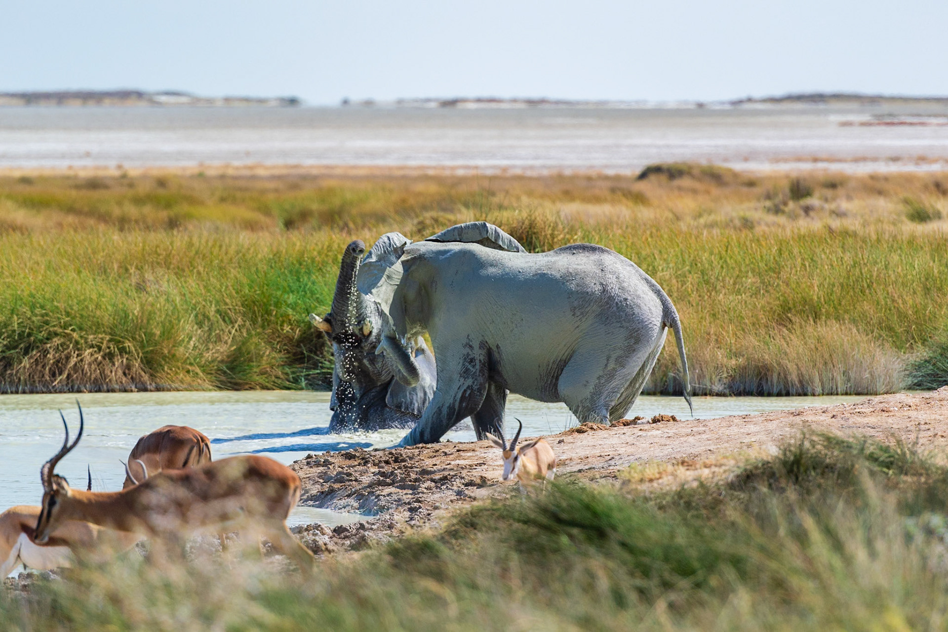 Etosha National Park
