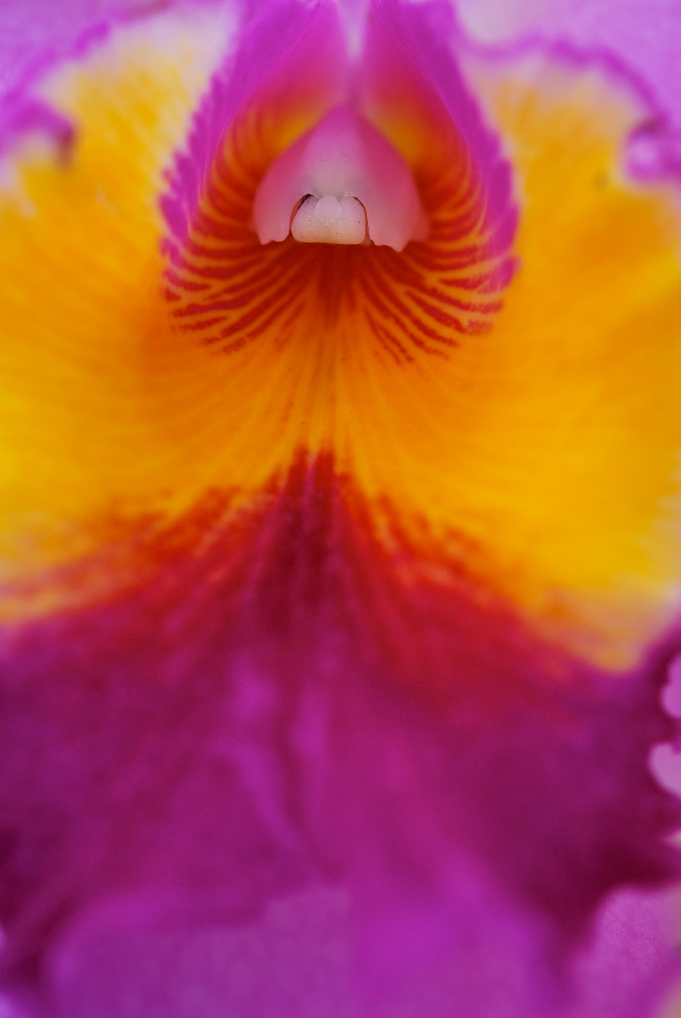 Jardim Botânico, Rio de Janeiro