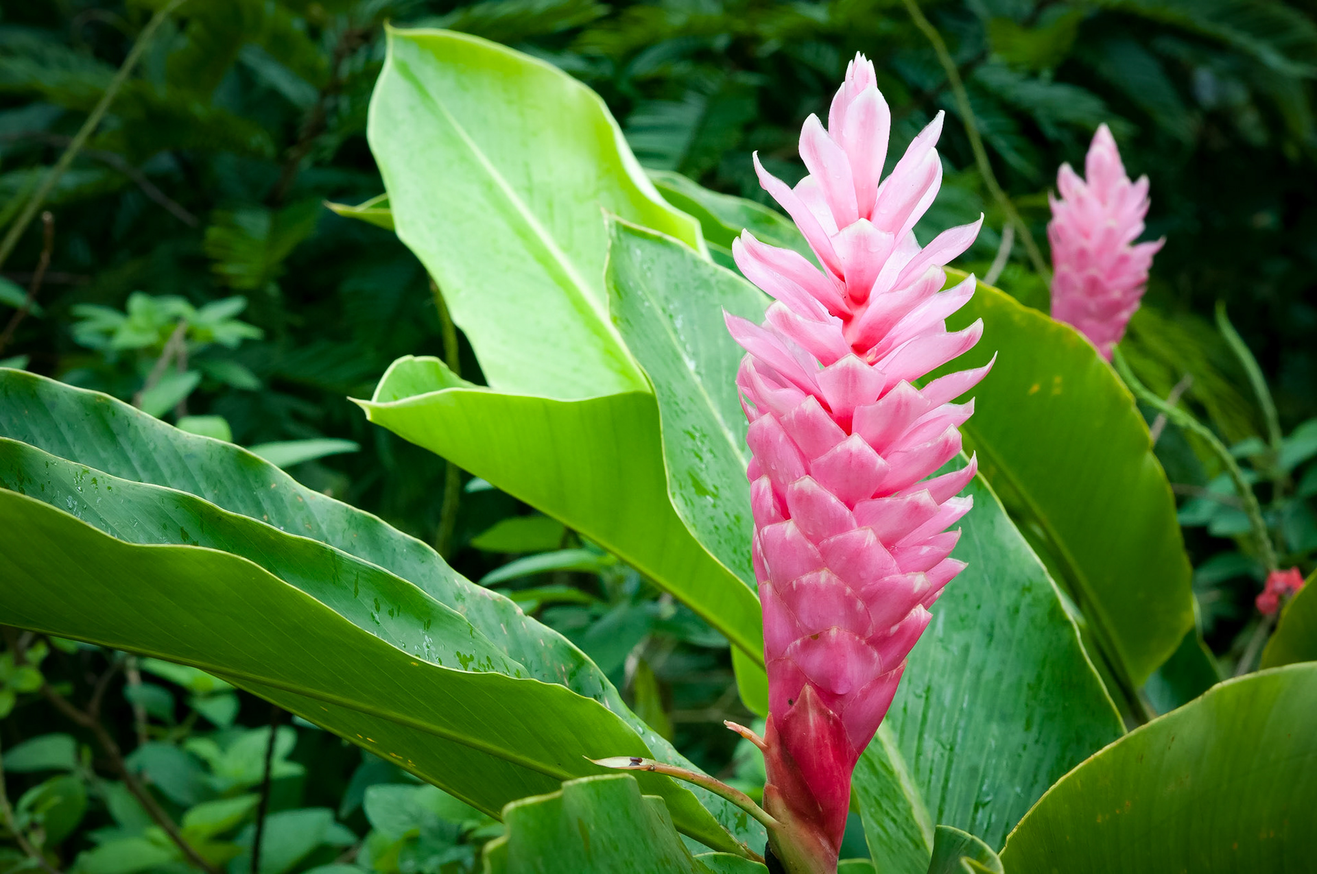 Butterfly Conservatory, El Castillo