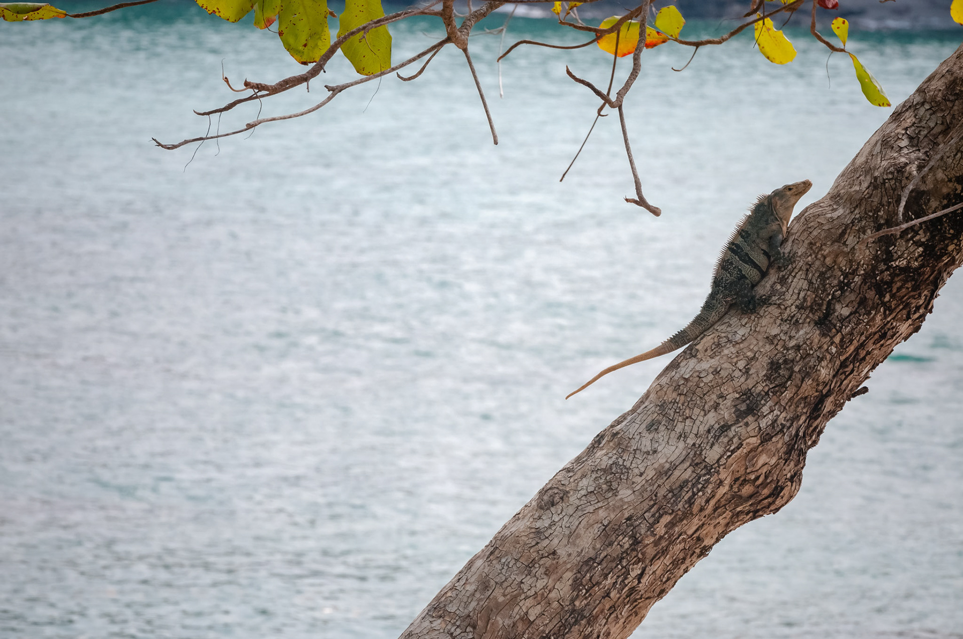 Parque Nacional Manuel Antonio