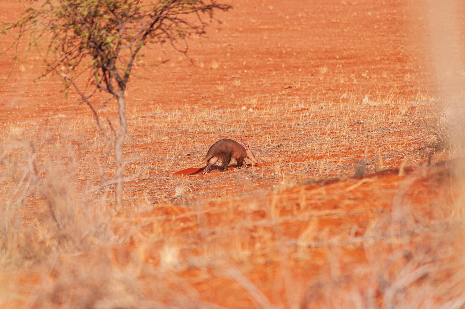 Bagatelle Kalahari Game Ranch, Mariental