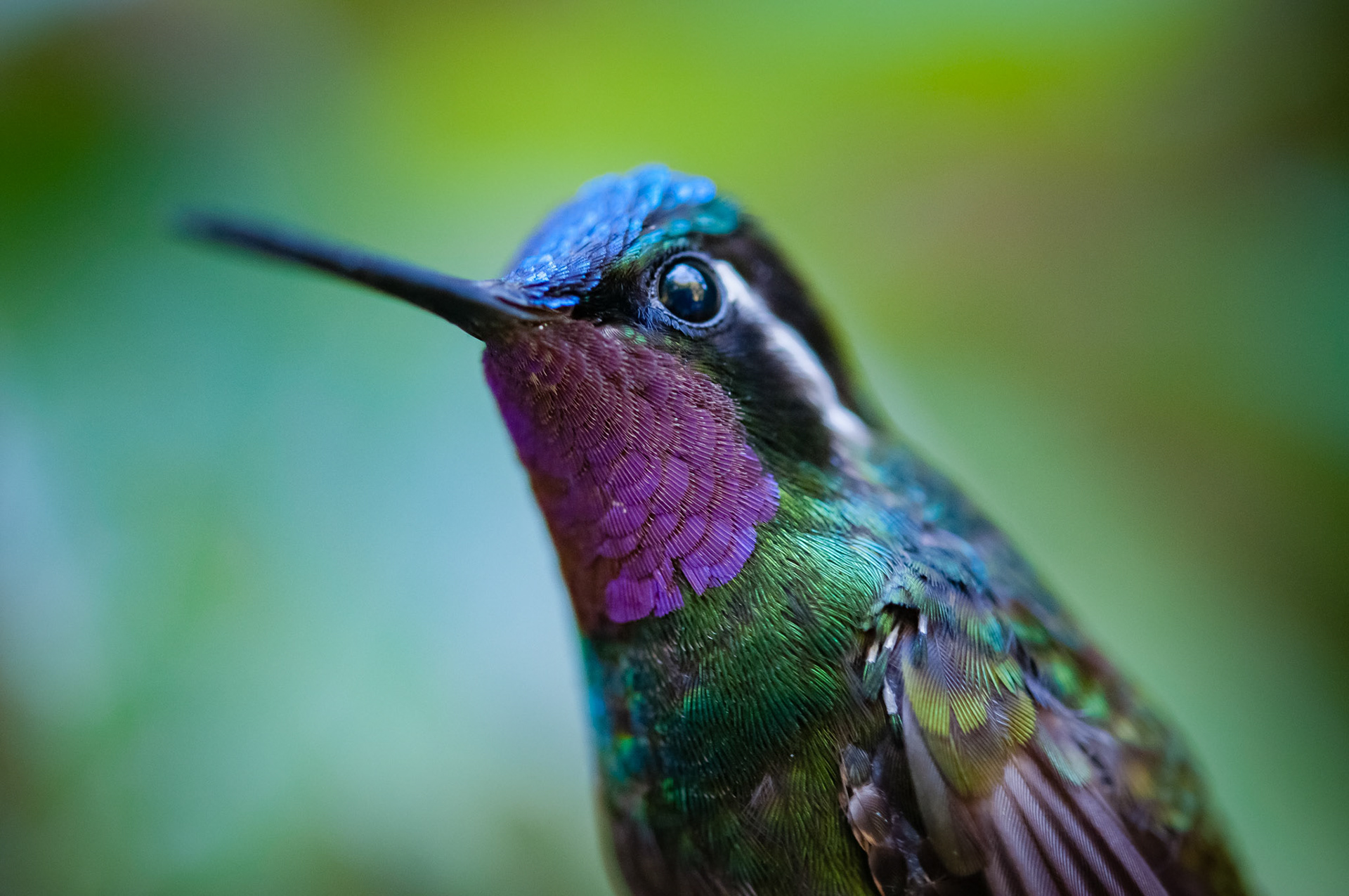 Reserva Biologica Bosque Nuboso Monteverde