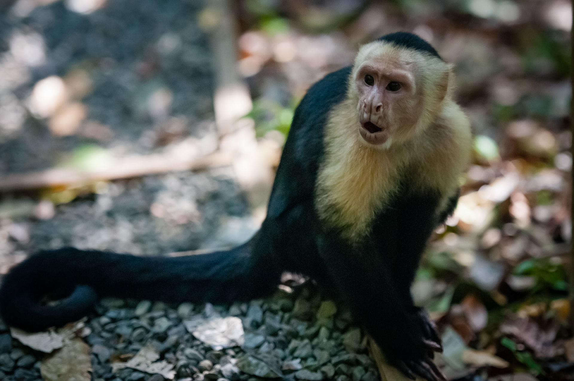 Parque Nacional Manuel Antonio