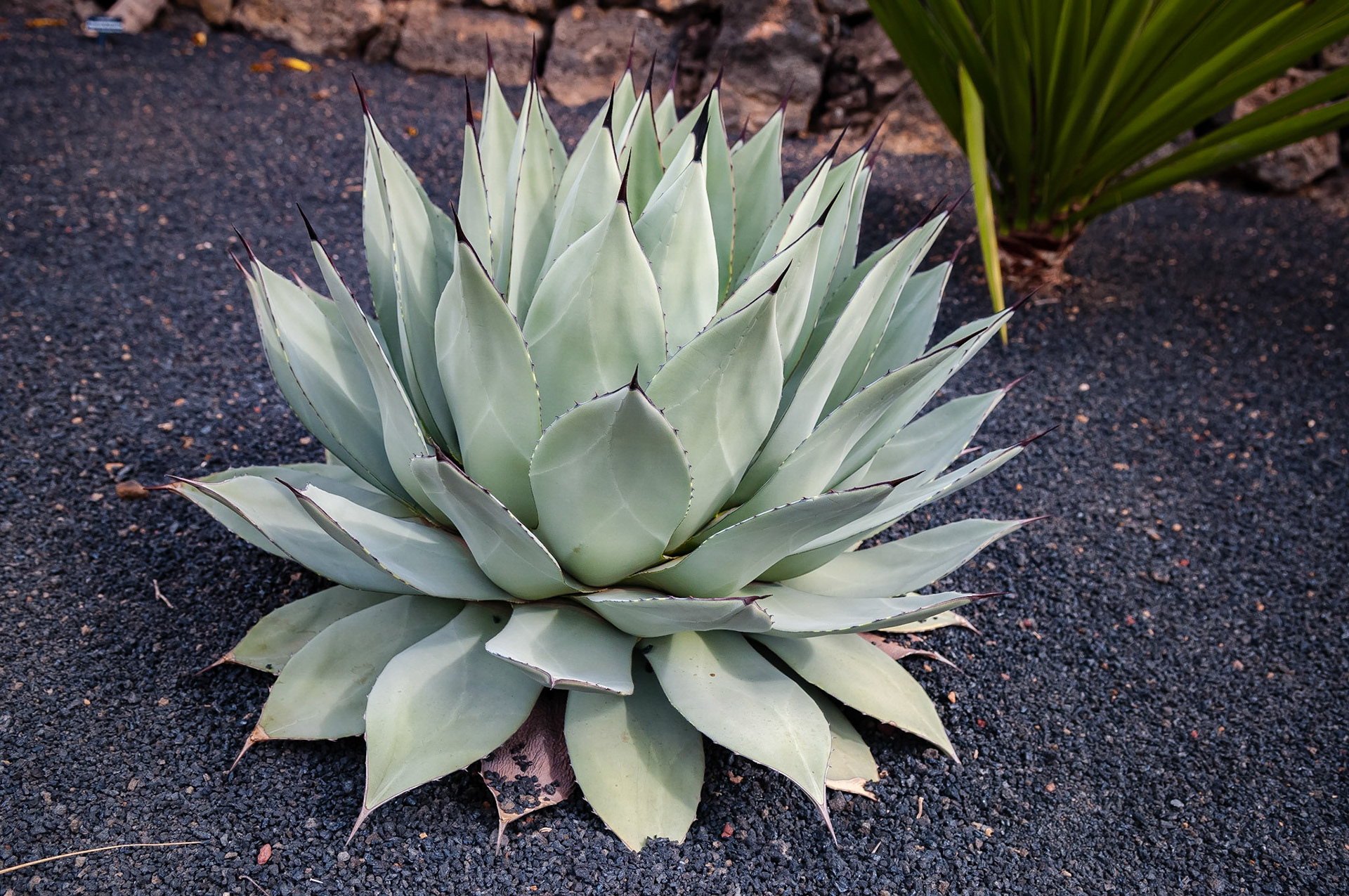 Jardin de Cactus, Lanzarote