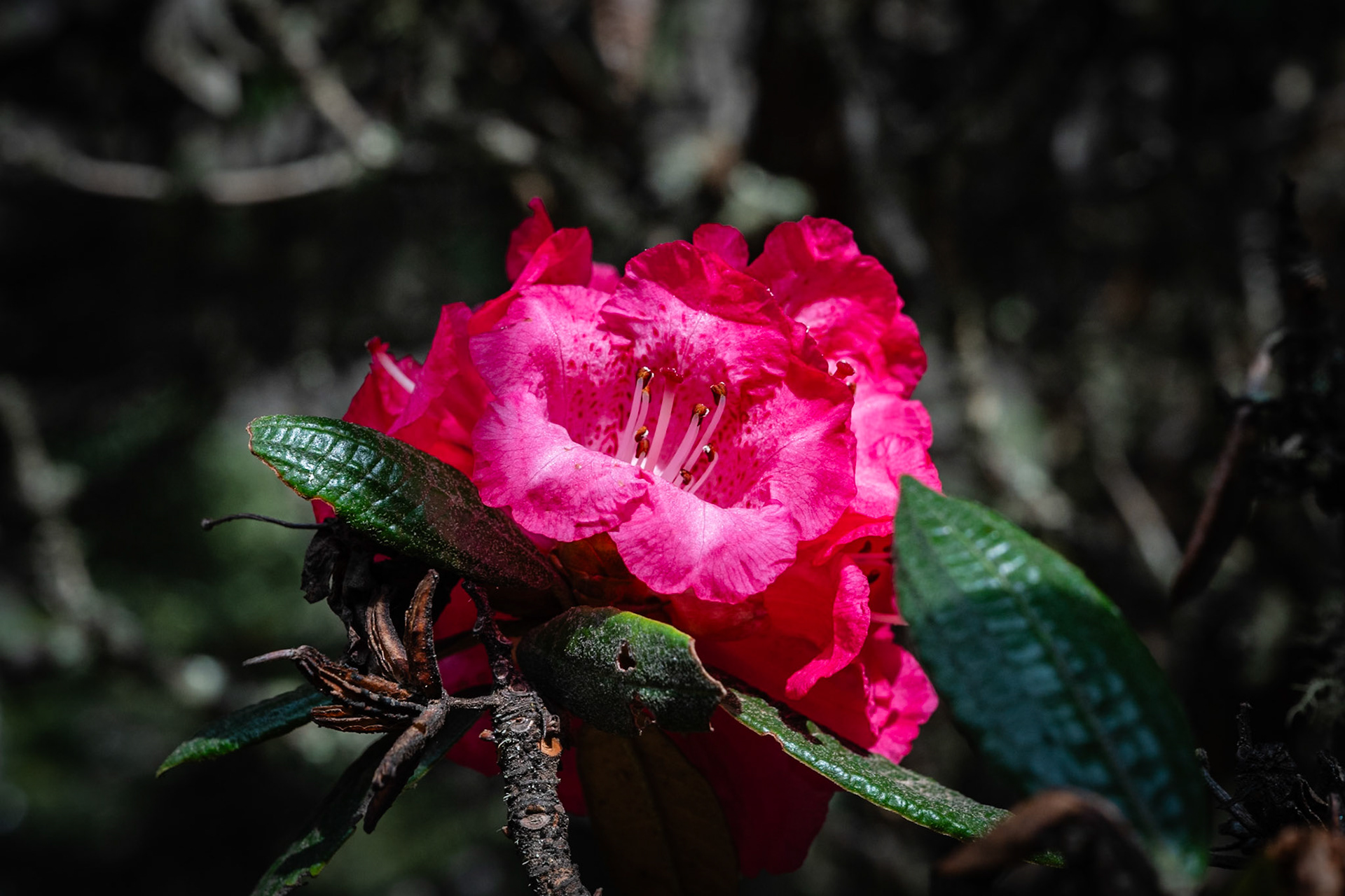 Day 4 - Namche Bazaar (3'446 m) to Dole (4'200 m)