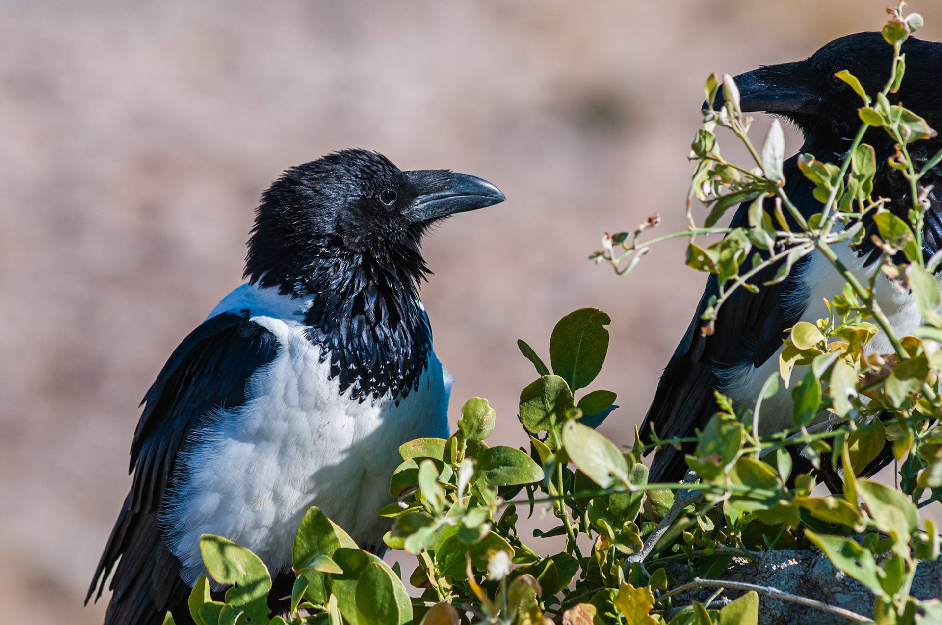 Etosha National Park