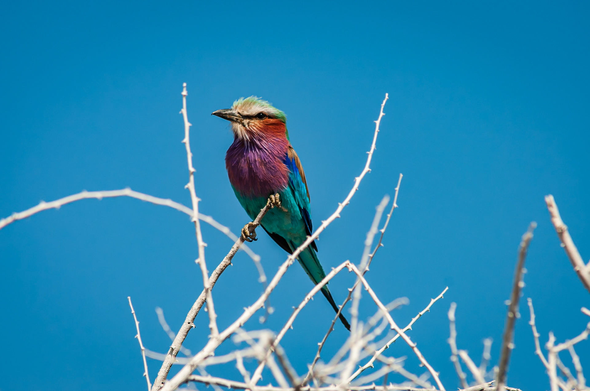 Etosha National Park