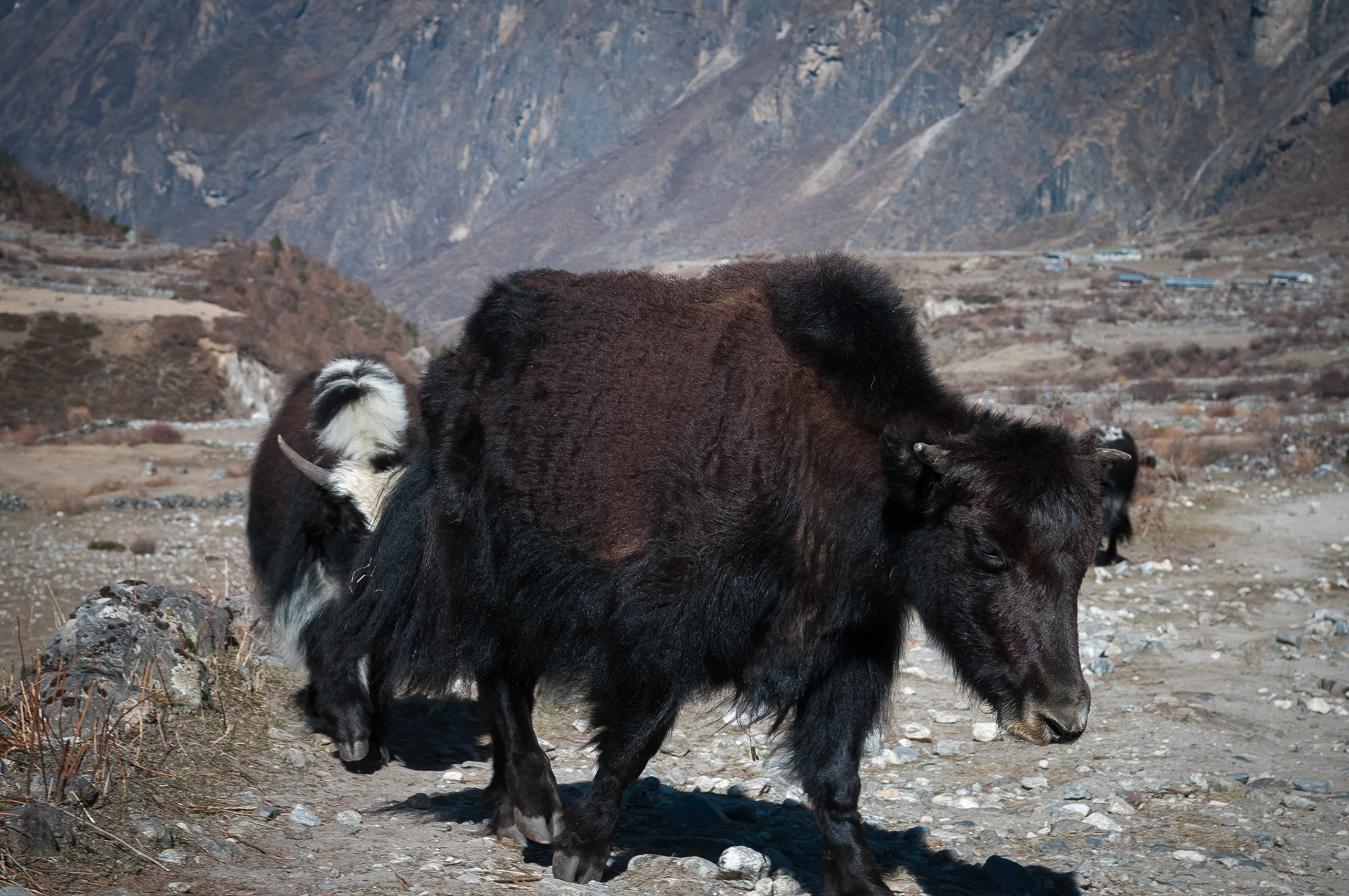 Entre Kyanjin Gumba (3830m) et Langtang (3430m)