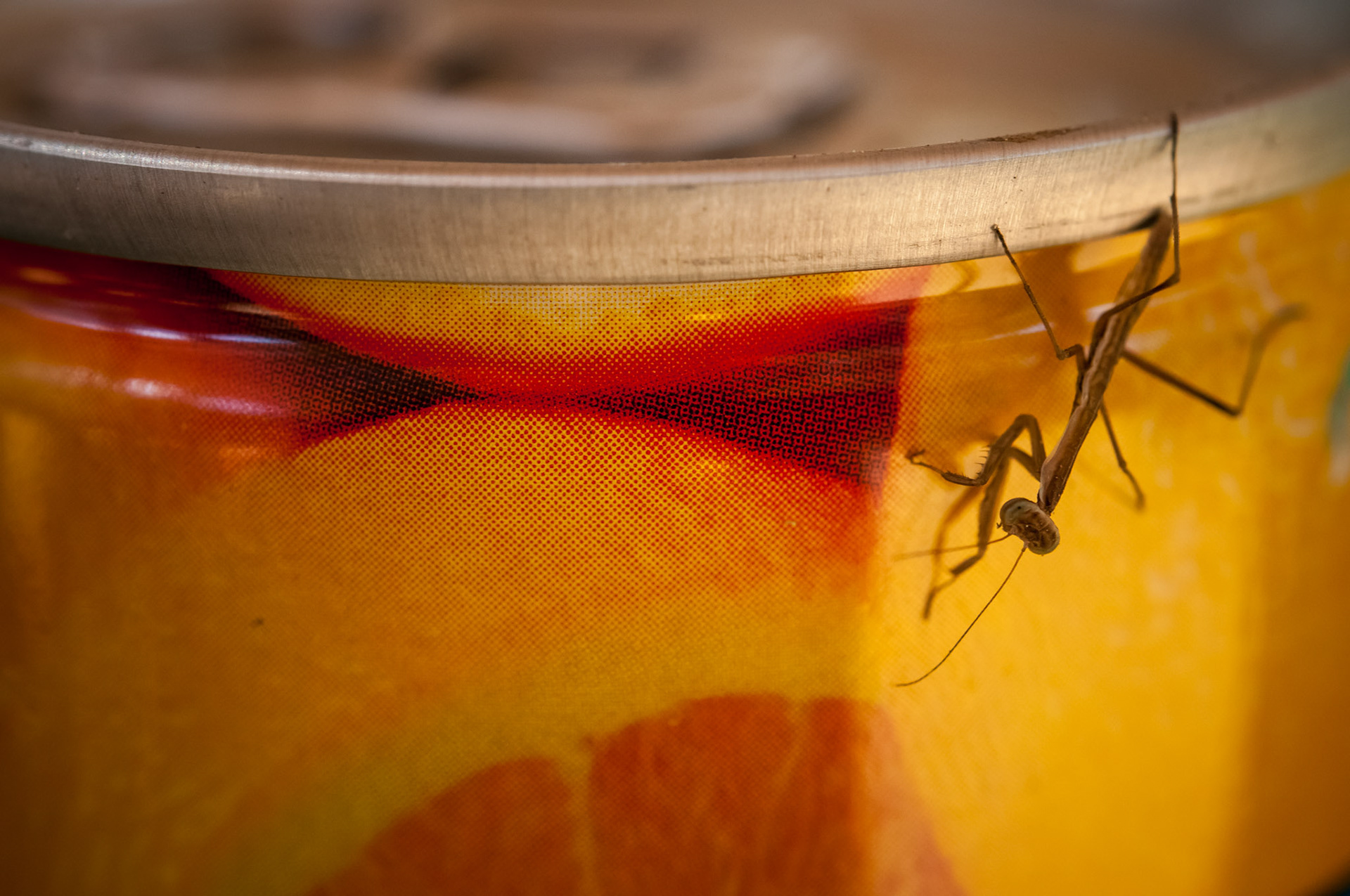 Entre Lama Hotel (2410m) et Thulo Syabru (2210m)