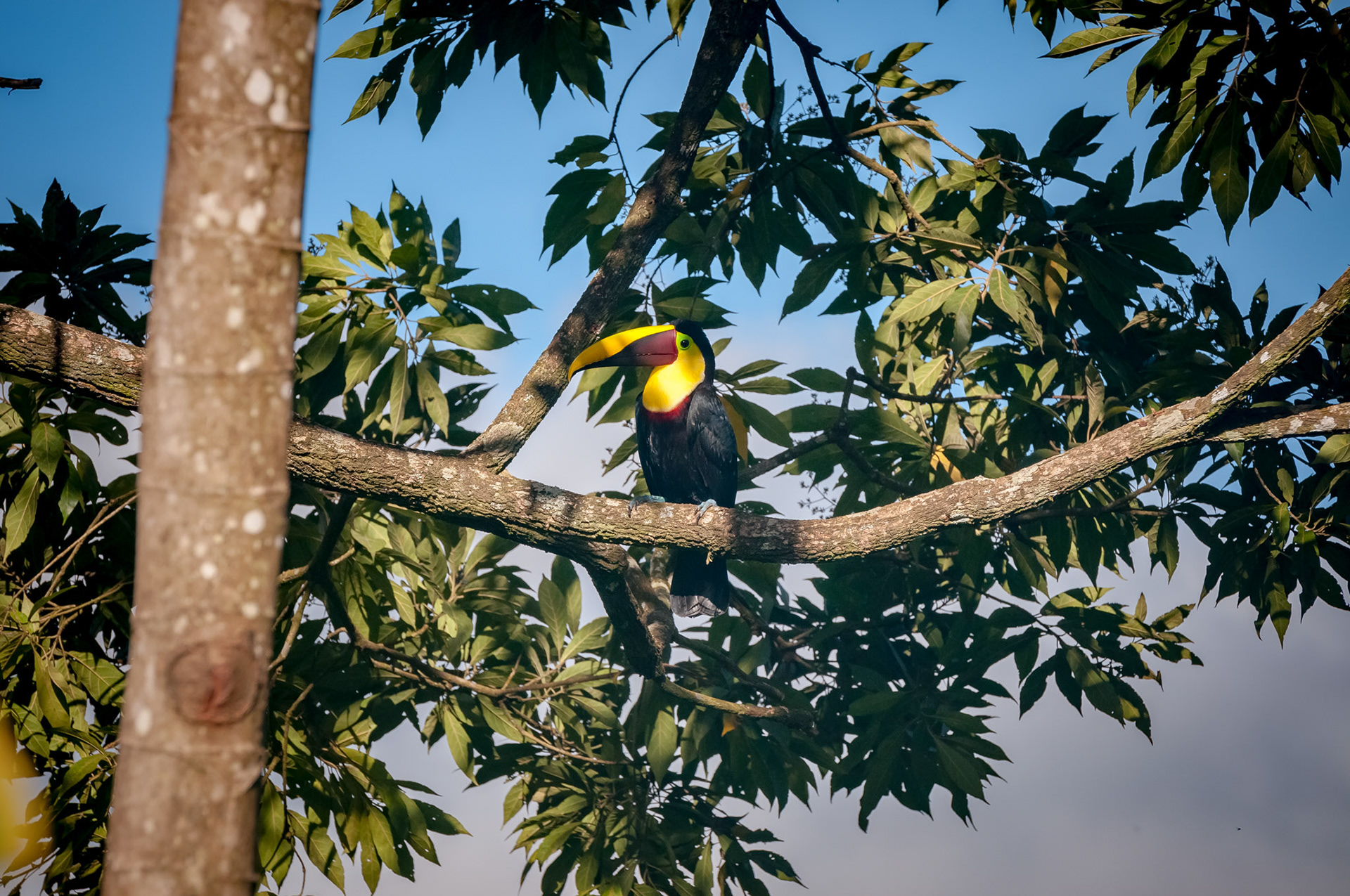 Casitas Tenorio B&B and Farm, Bijagua