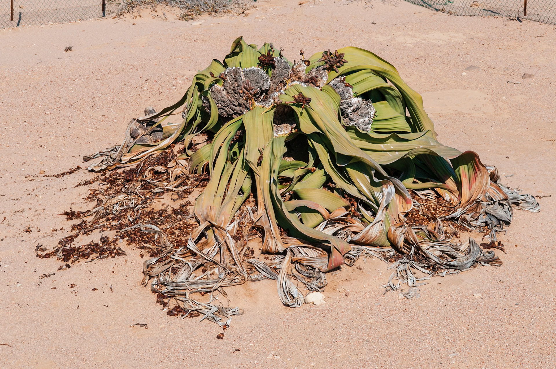 Welwitschia Drive