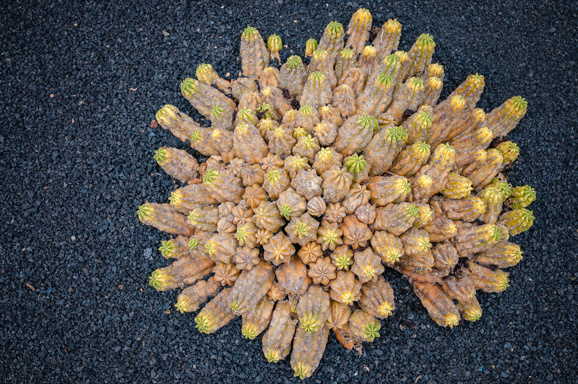 Jardin de Cactus, Lanzarote