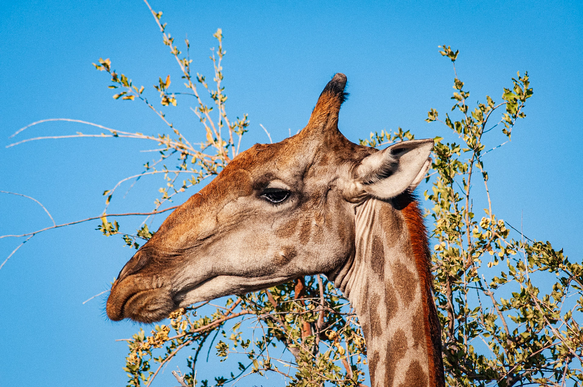 Etosha National Park
