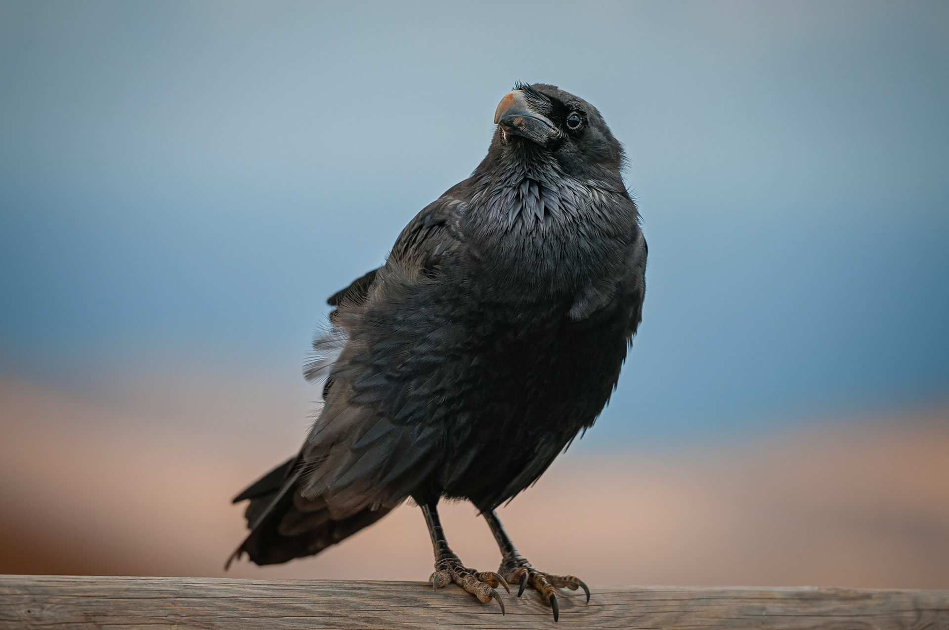 Mirador del Risco de las Peñas, Fuerteventura
