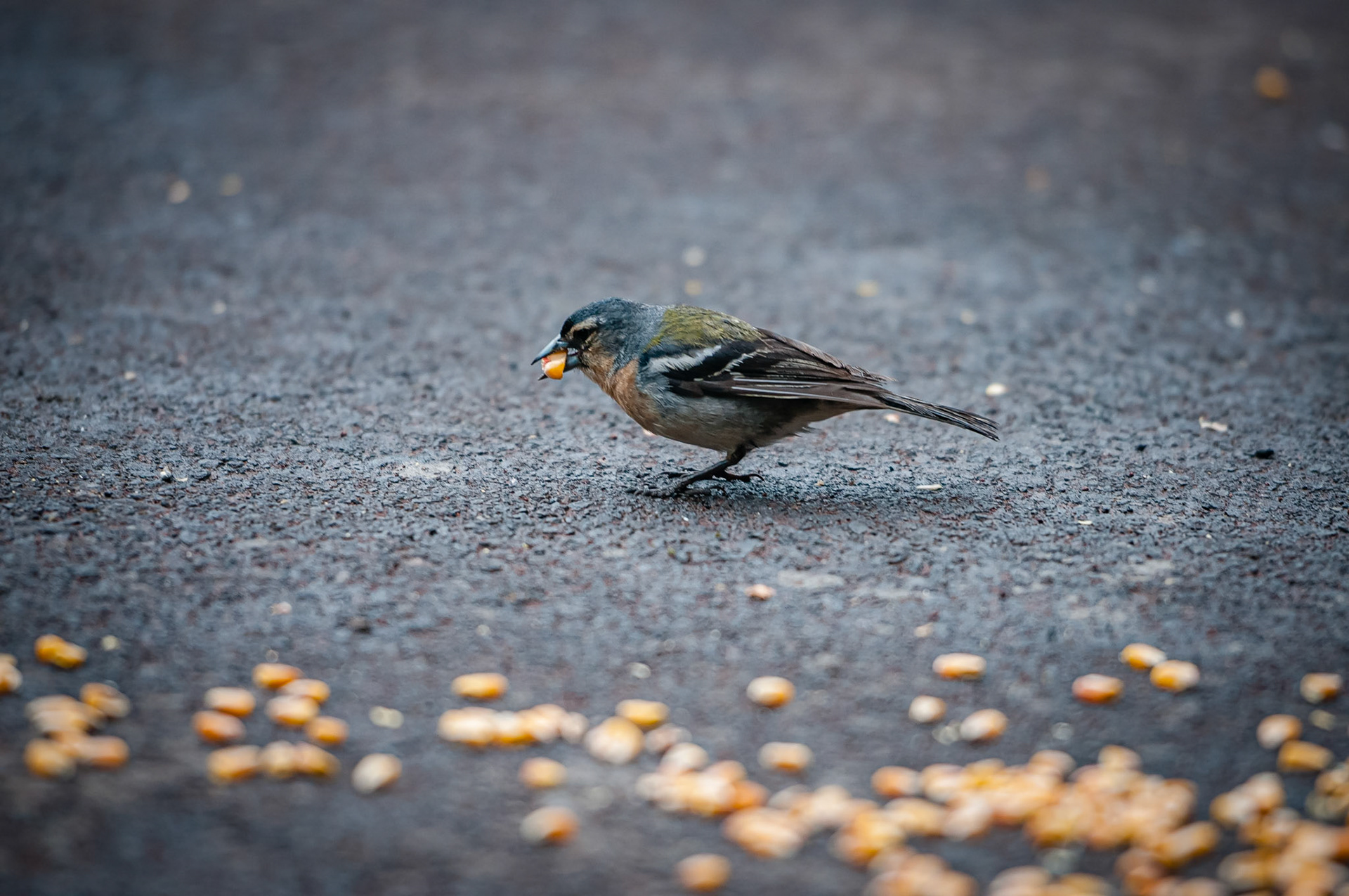 Parque Florestal das Sete Fonte, São Jorge