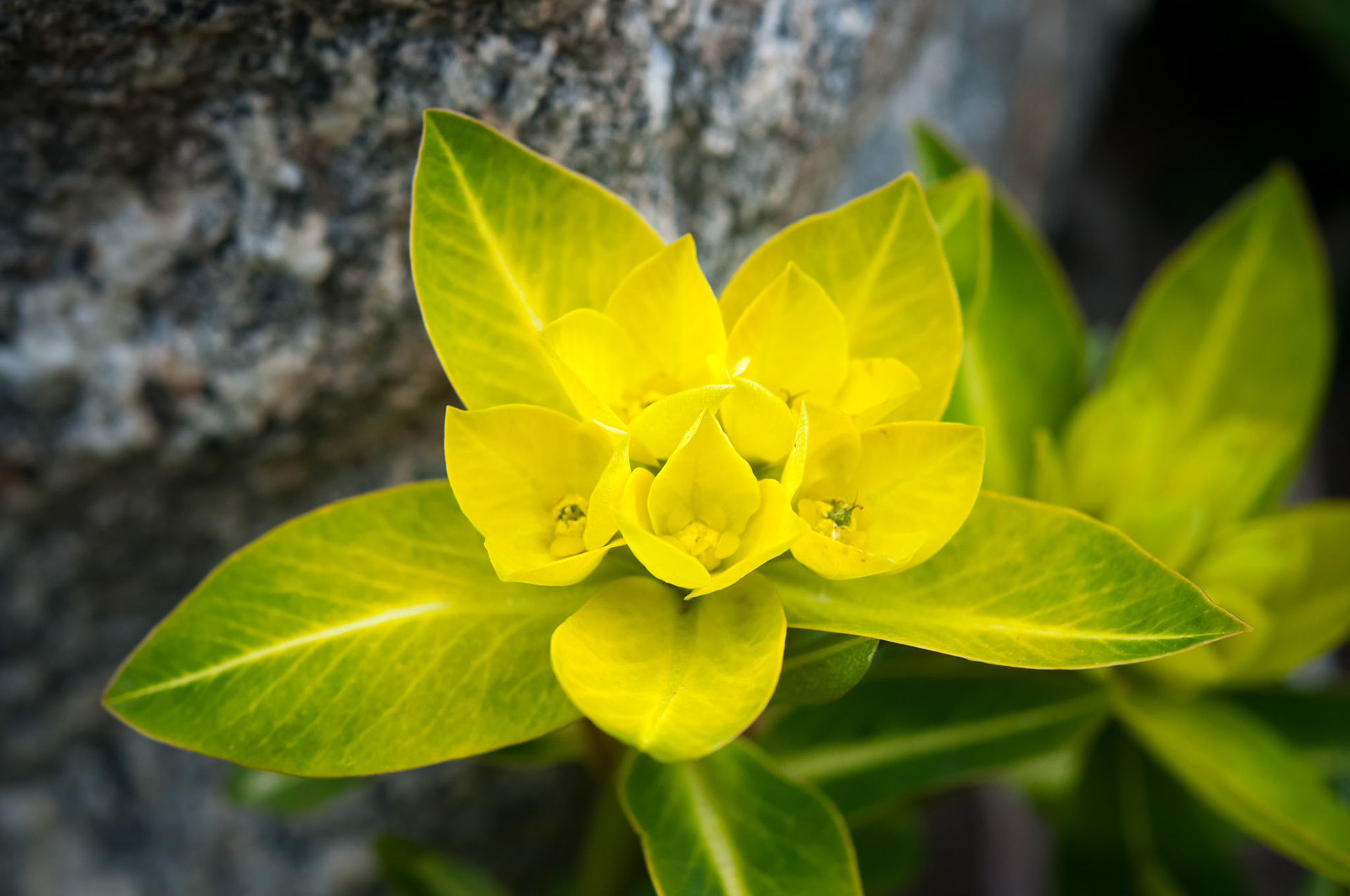 Entre Lama Hotel (2410m) et Langtang (3430m)
