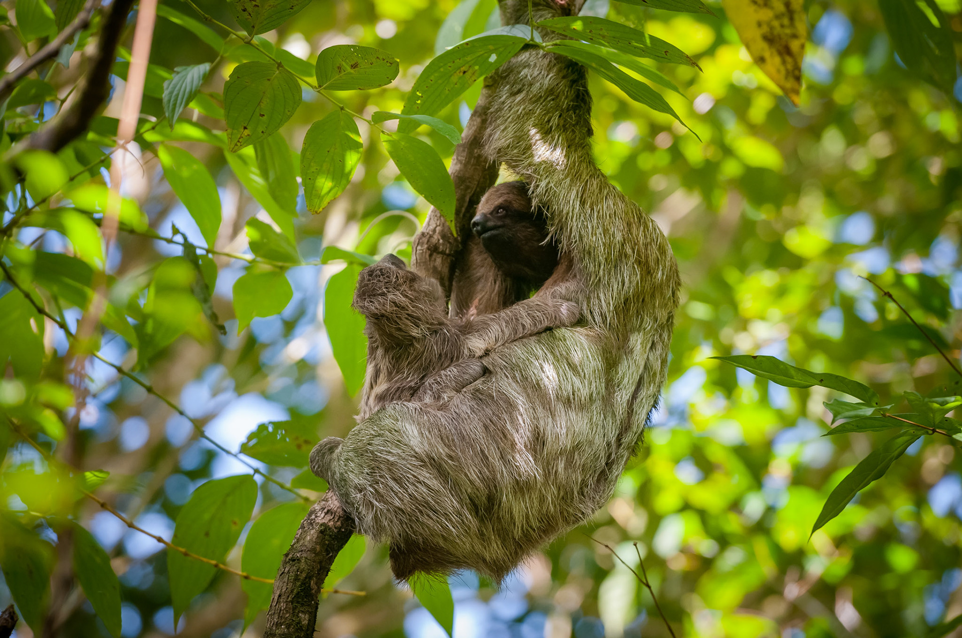 Brown-throated three-toed sloth, Finca Verde Lodge, Bijagua