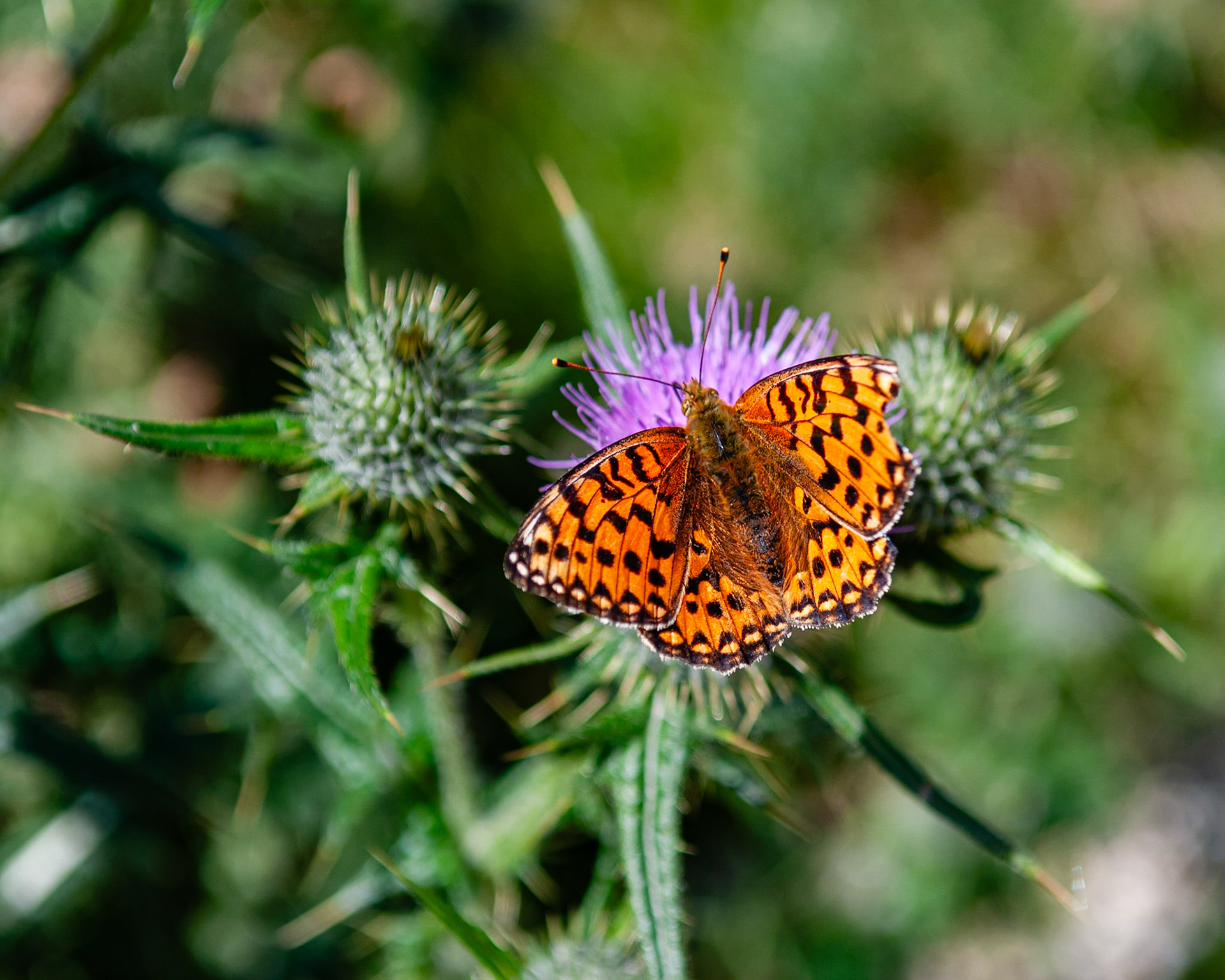 Glendalough, County Wicklow